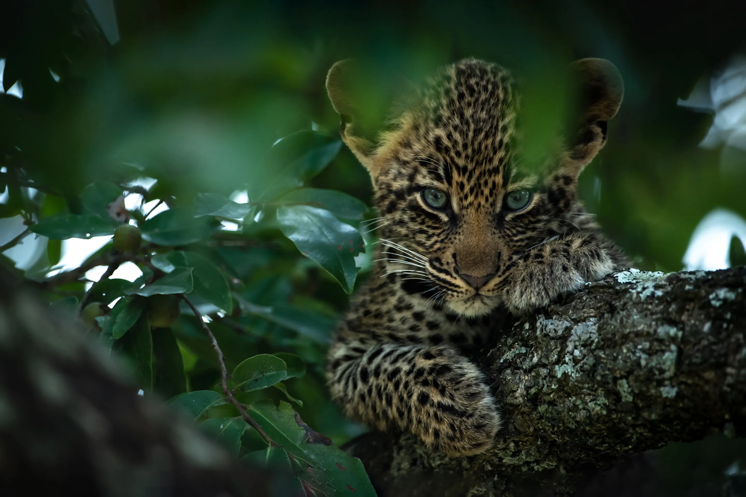 A leopard cub crouches in a tree at Sabi Sand, its spotted coat half hidden by green leaves in the fading light.