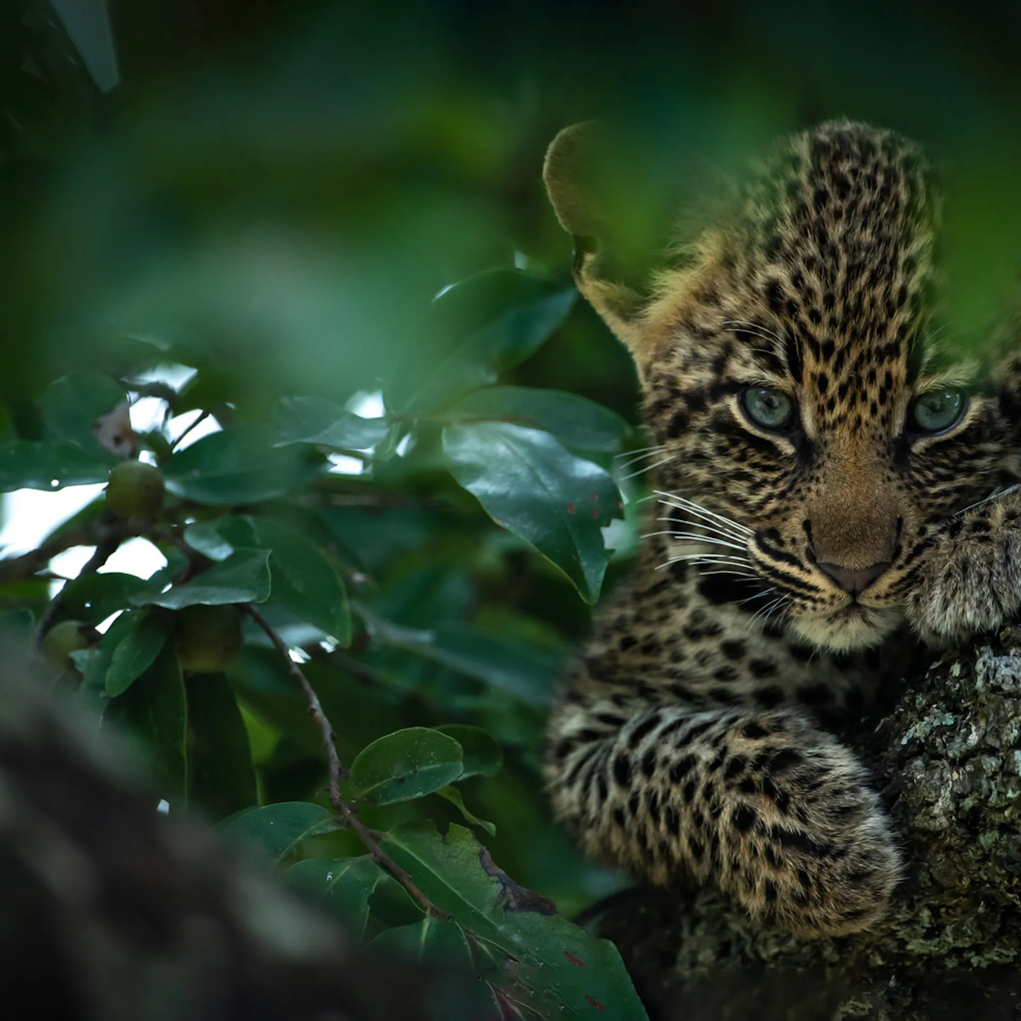 A leopard cub crouches in a tree at Sabi Sand, its spotted coat half hidden by green leaves in the fading light.