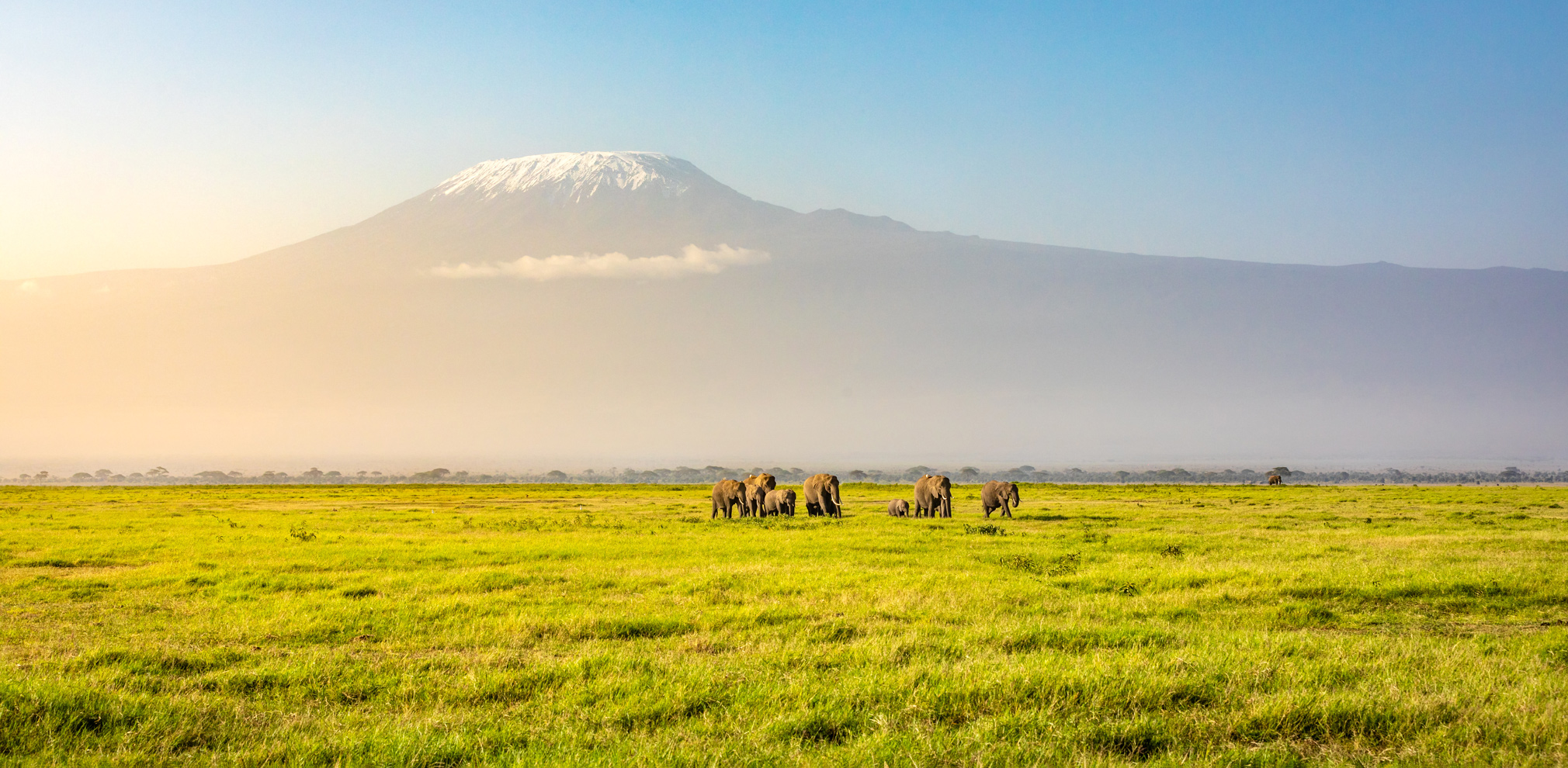 Elephants graze on open plains beneath Mount Kilimanjaro in Kenya's Amboseli, with dry grassland all around.
