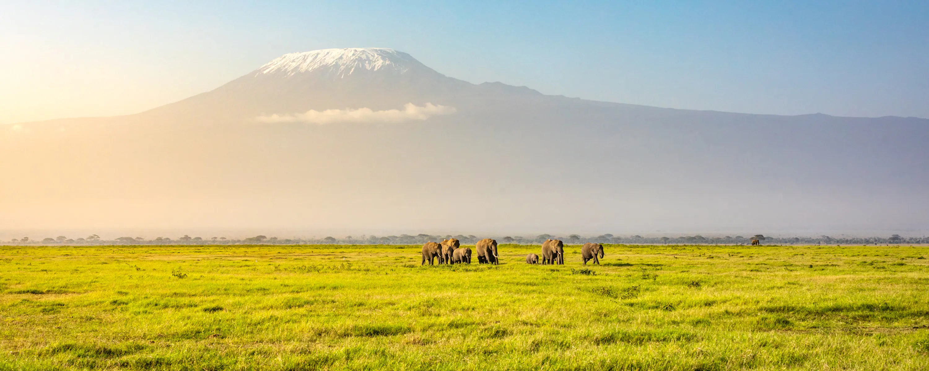 Elephants graze on open plains beneath Mount Kilimanjaro in Kenya's Amboseli, with dry grassland all around.