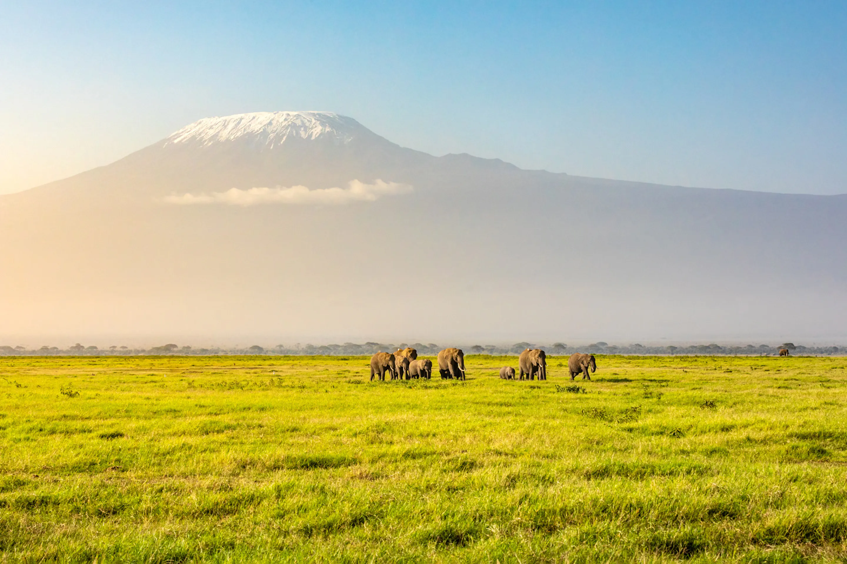 Elephants graze on open plains beneath Mount Kilimanjaro in Kenya's Amboseli, with dry grassland all around.