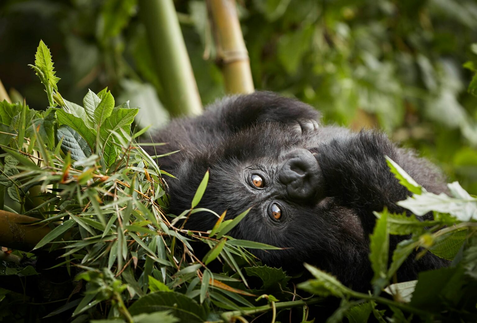 A mountain gorilla resting among bright green bamboo leaves against the backdrop of Rwanda's Volcanoes National Park.
