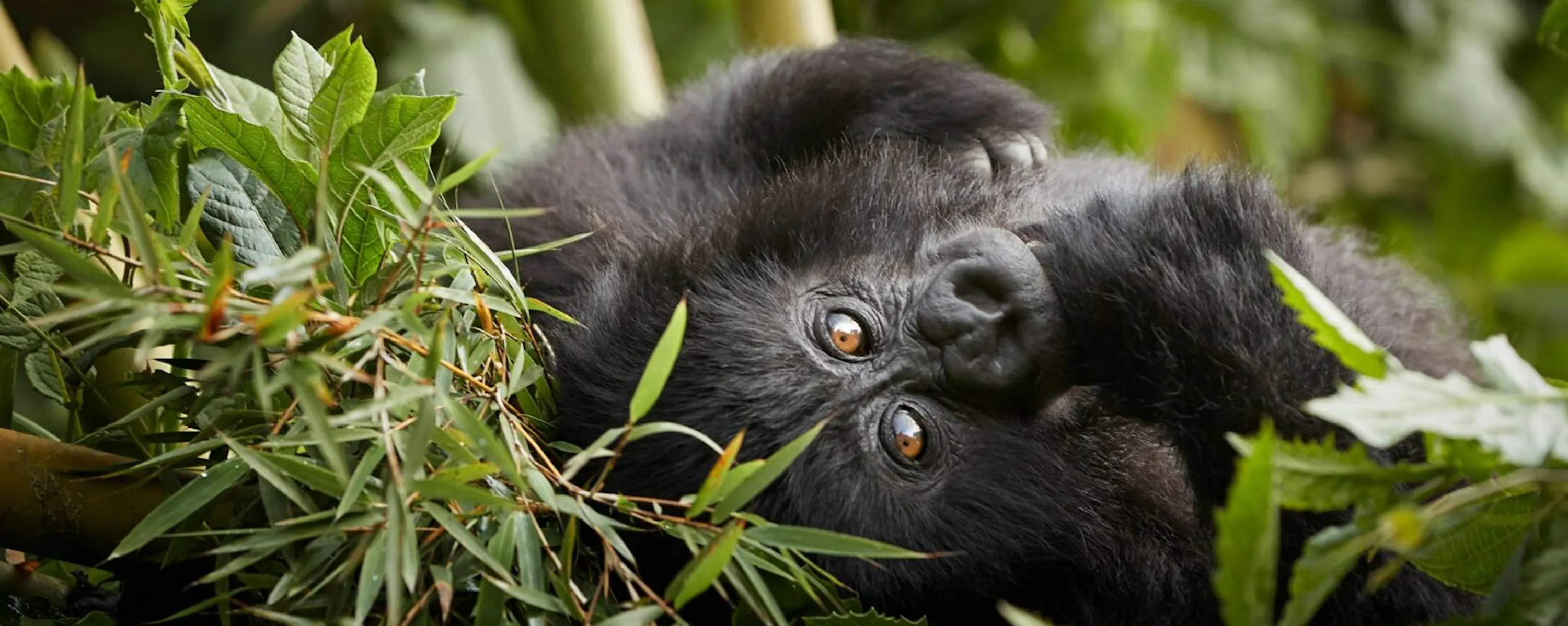 A mountain gorilla resting among bright green bamboo leaves against the backdrop of Rwanda's Volcanoes National Park.