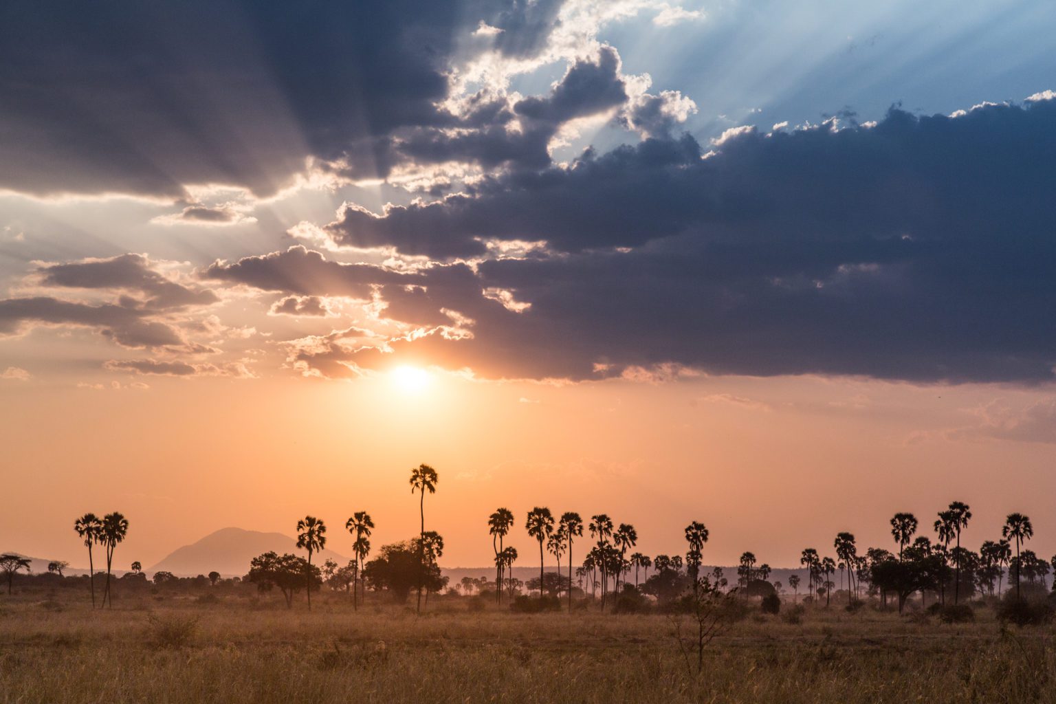 Golden sunset light reflects across the Ruaha River, where palms and acacia silhouettes line the horizon.
