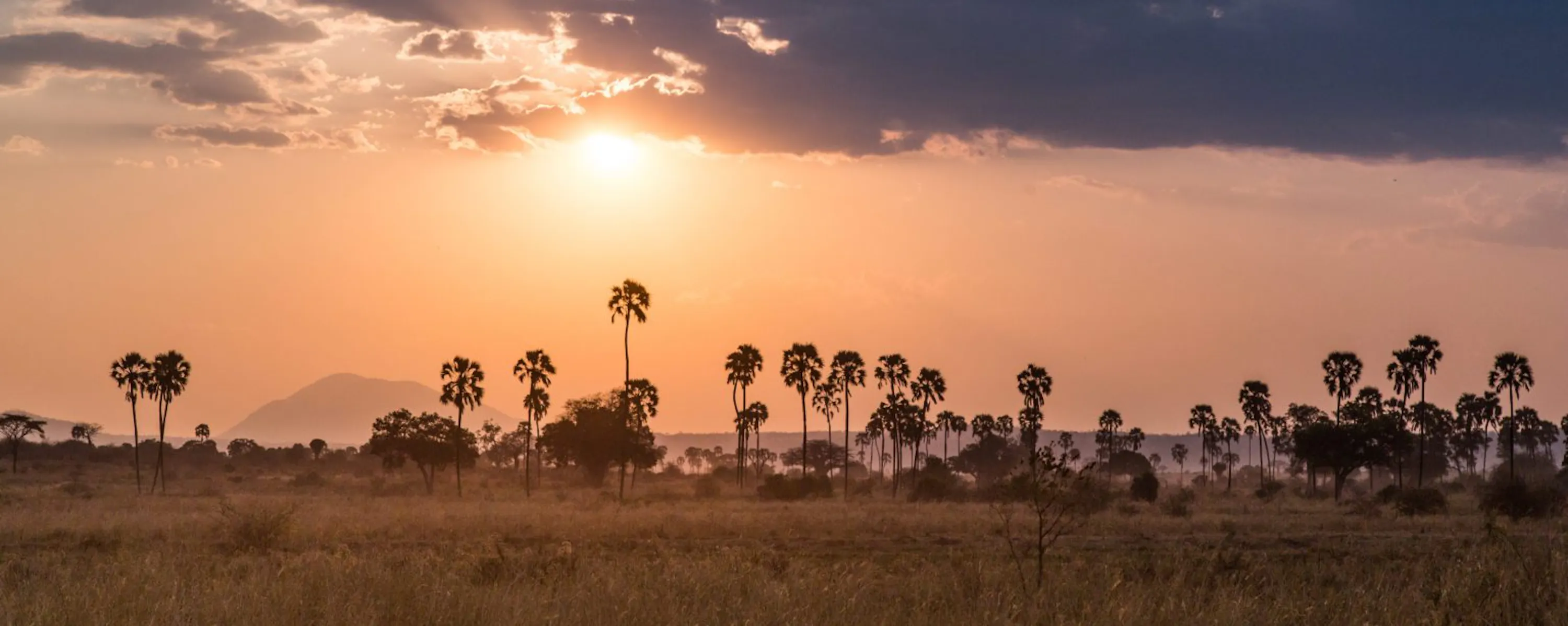 Golden sunset light reflects across the Ruaha River, where palms and acacia silhouettes line the horizon.