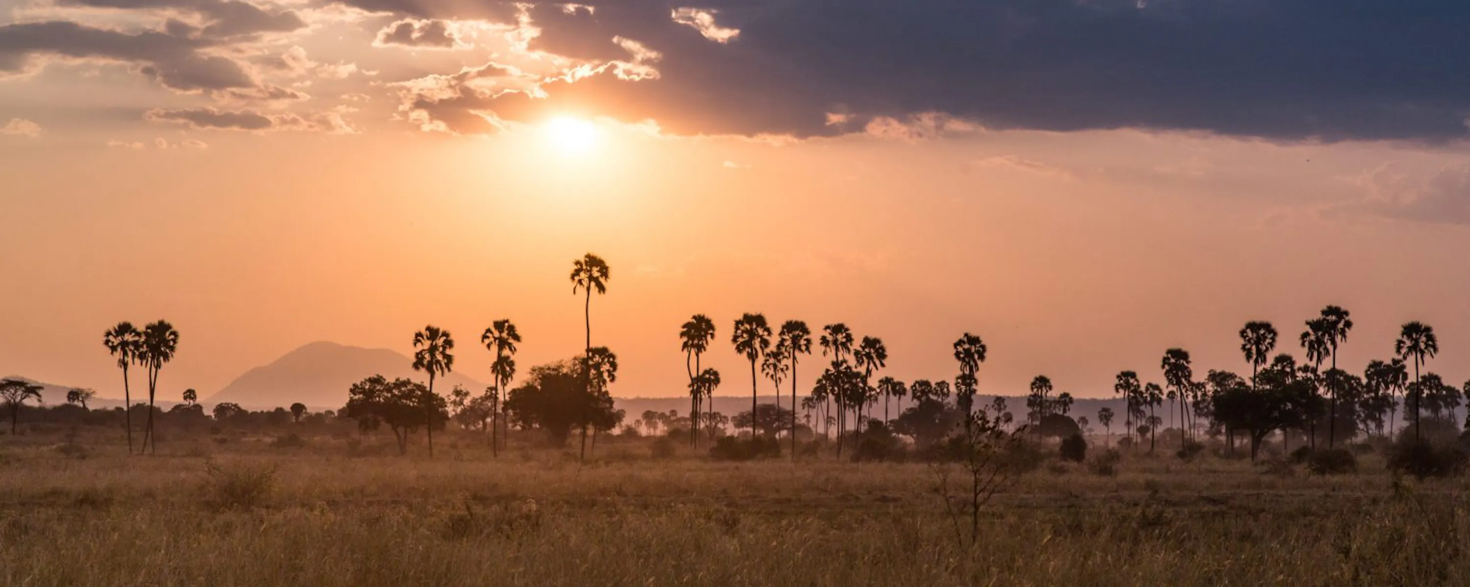Golden sunset light reflects across the Ruaha River, where palms and acacia silhouettes line the horizon.