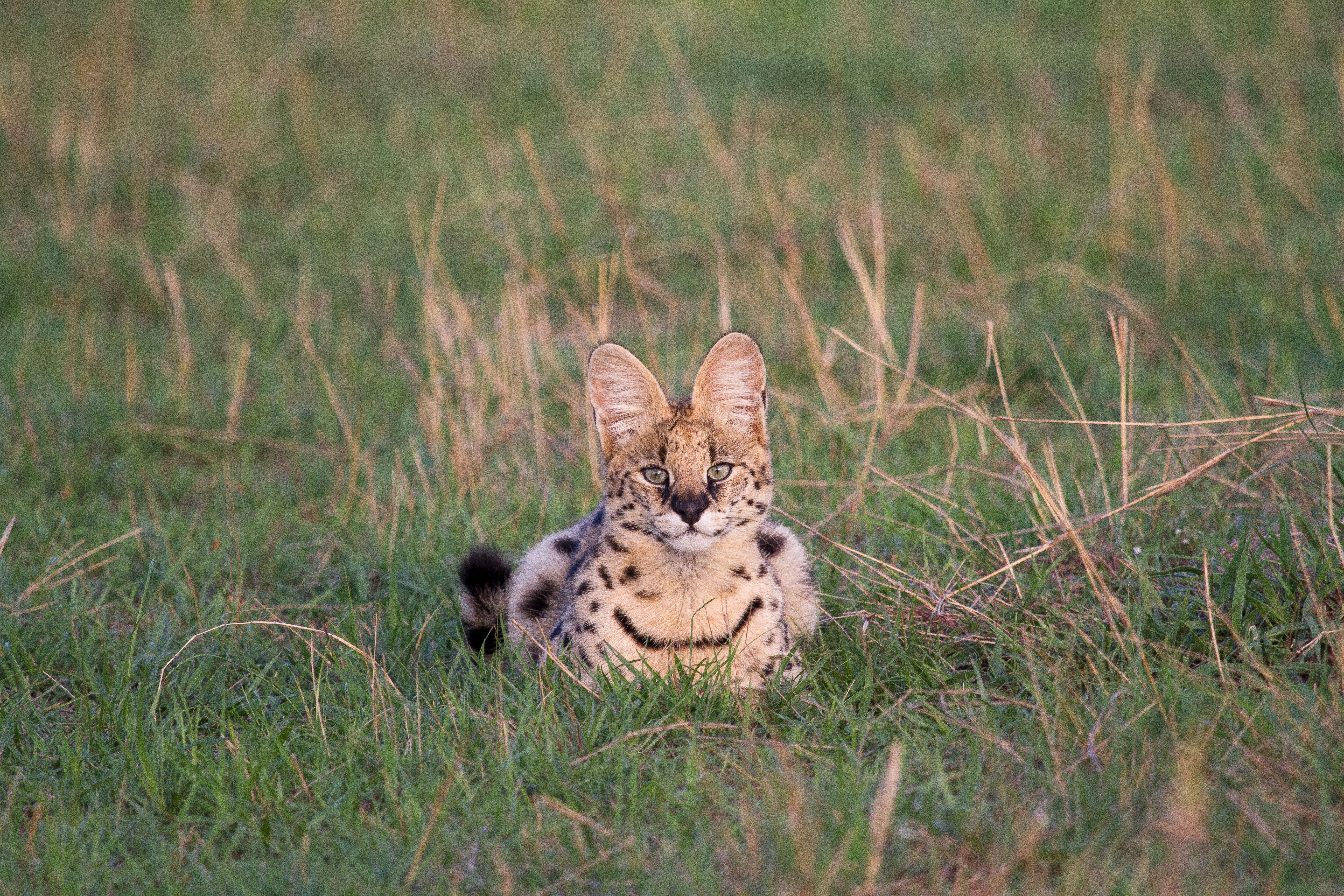 A serval sits alert in long Serengeti grass, its tall ears and spotted coat sharply framed by soft green reeds.