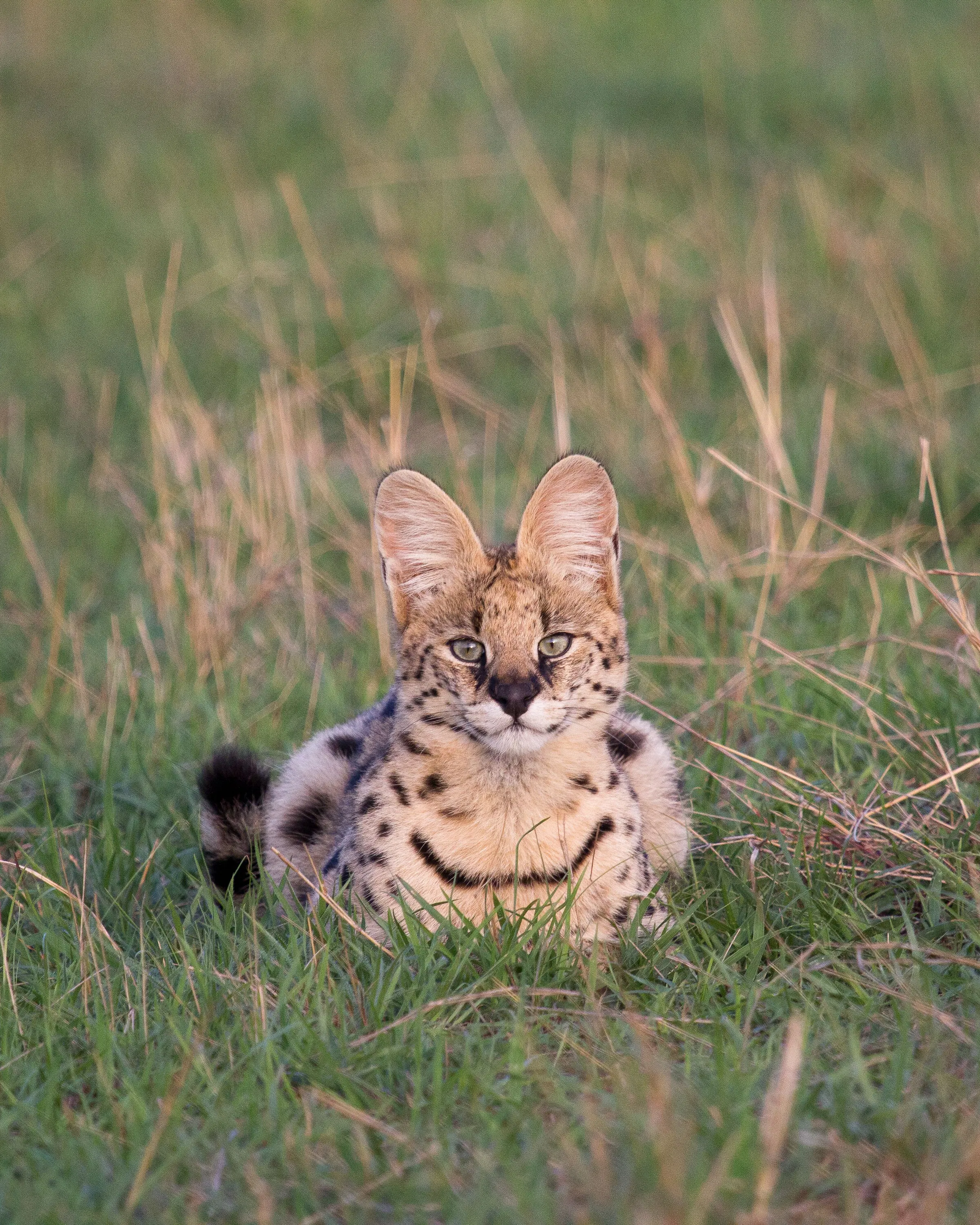 A serval sits alert in long Serengeti grass, its tall ears and spotted coat sharply framed by soft green reeds.
