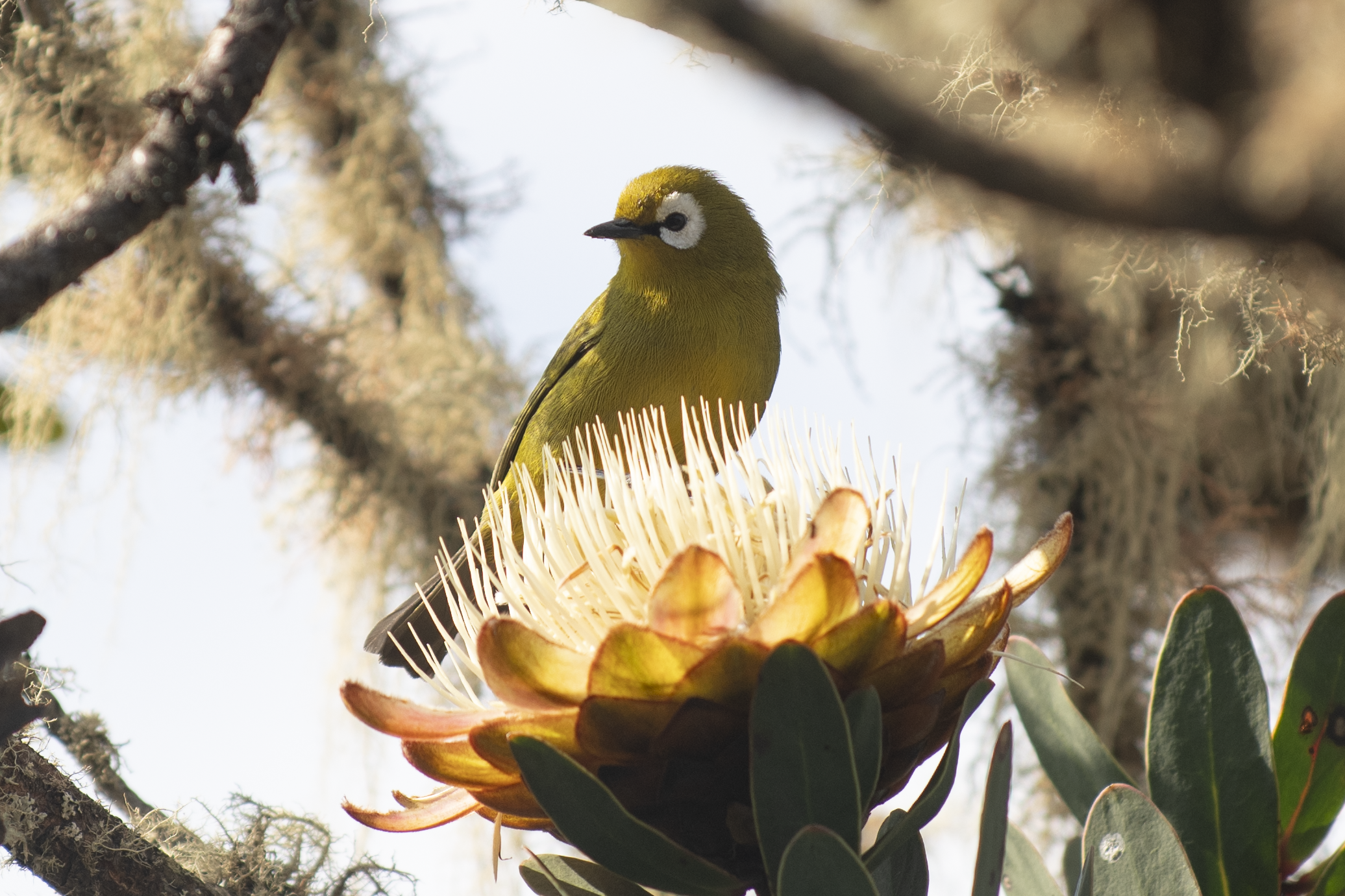 A small white-eye perches above a giant groundsel bloom on Kilimanjaro, with sunlit petals and branches around it.