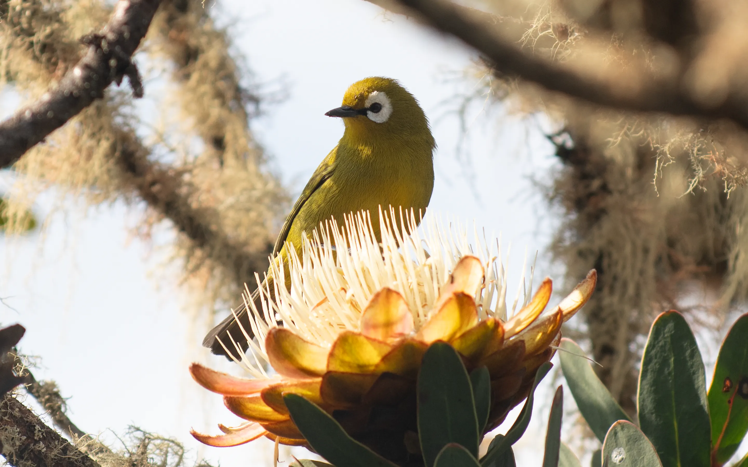 A small white-eye perches above a giant groundsel bloom on Kilimanjaro, with sunlit petals and branches around it.