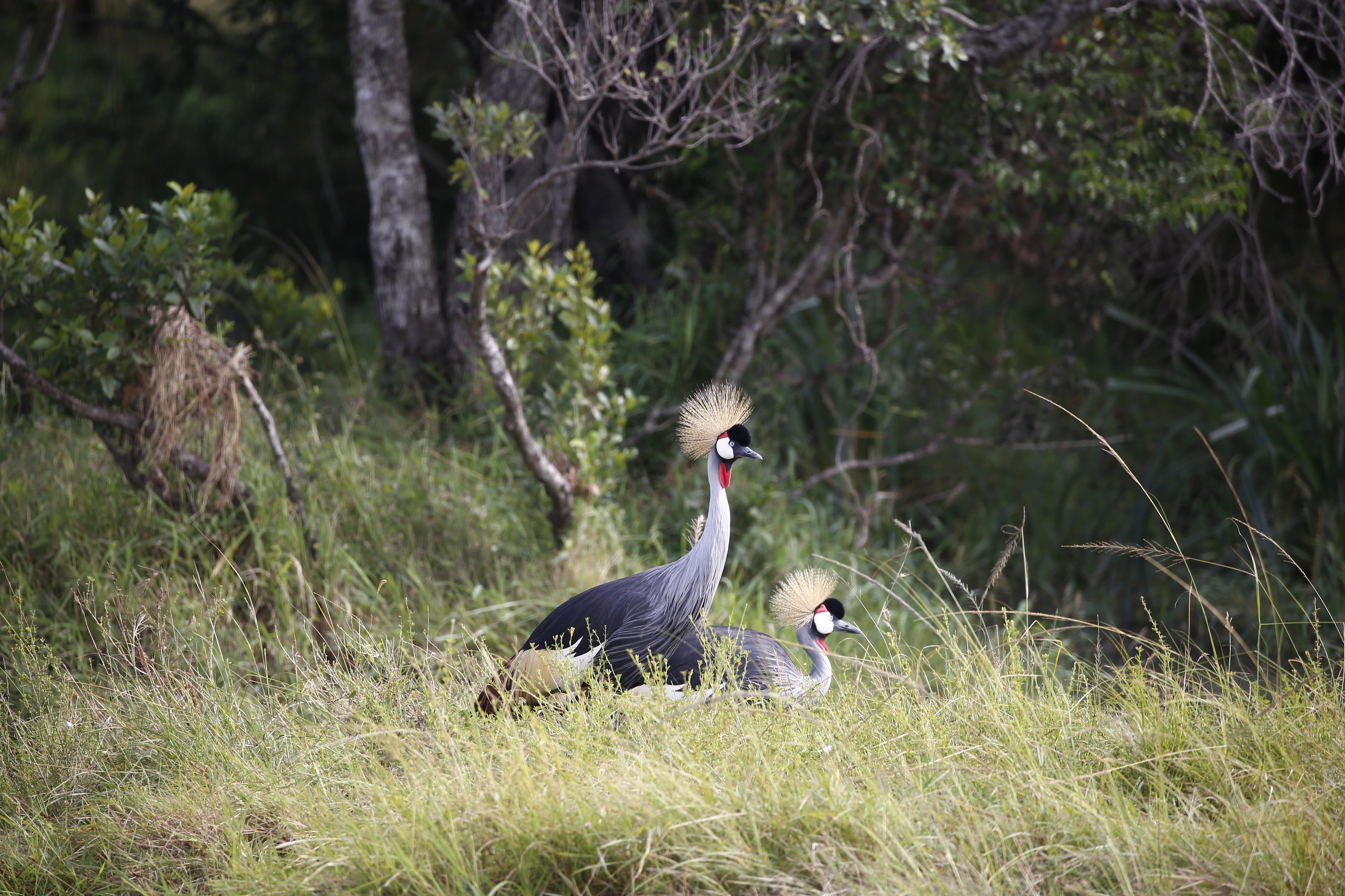 Two grey crowned cranes stand in long grass at the edge of woodland, their golden crests catching the light.