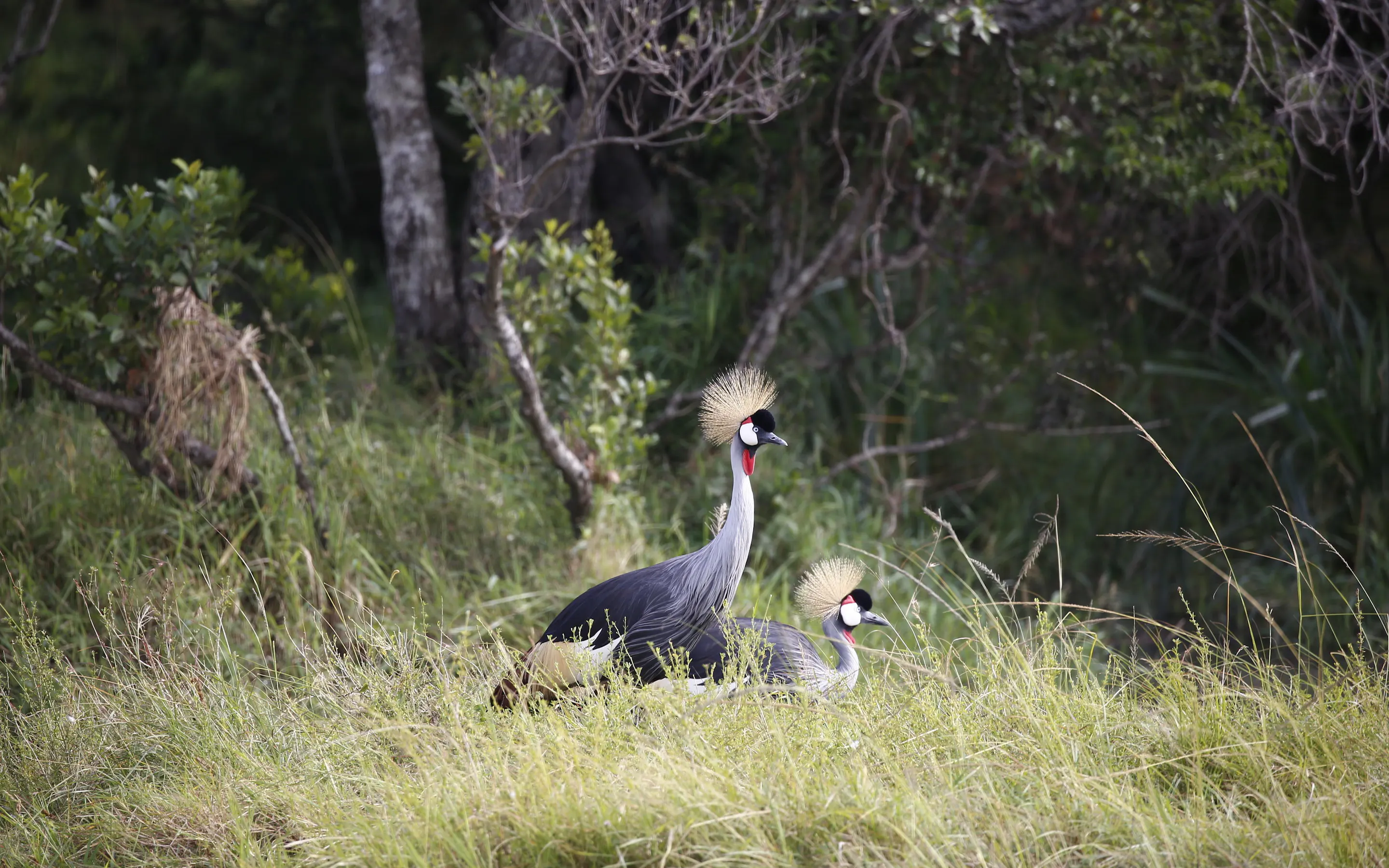Two grey crowned cranes stand in long grass at the edge of woodland, their golden crests catching the light.