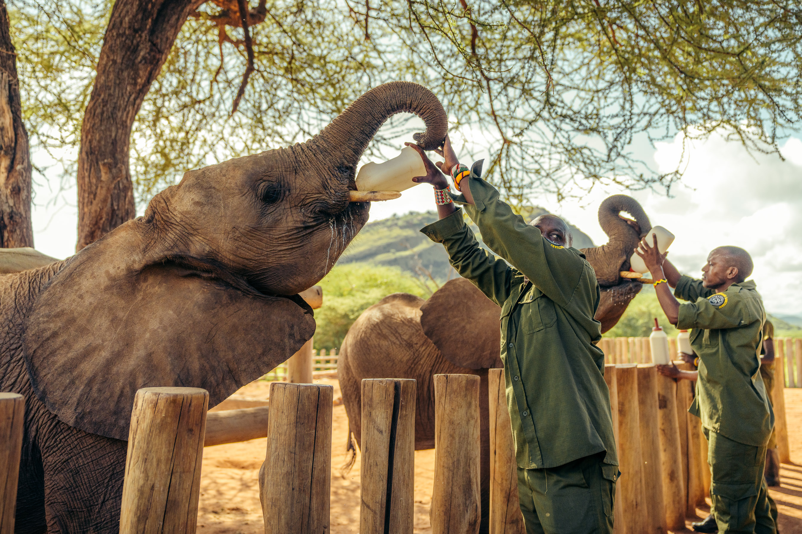 Keepers bottle-feed a young elephant at Reteti Elephant Sanctuary, with dry hills and trees rising behind them.