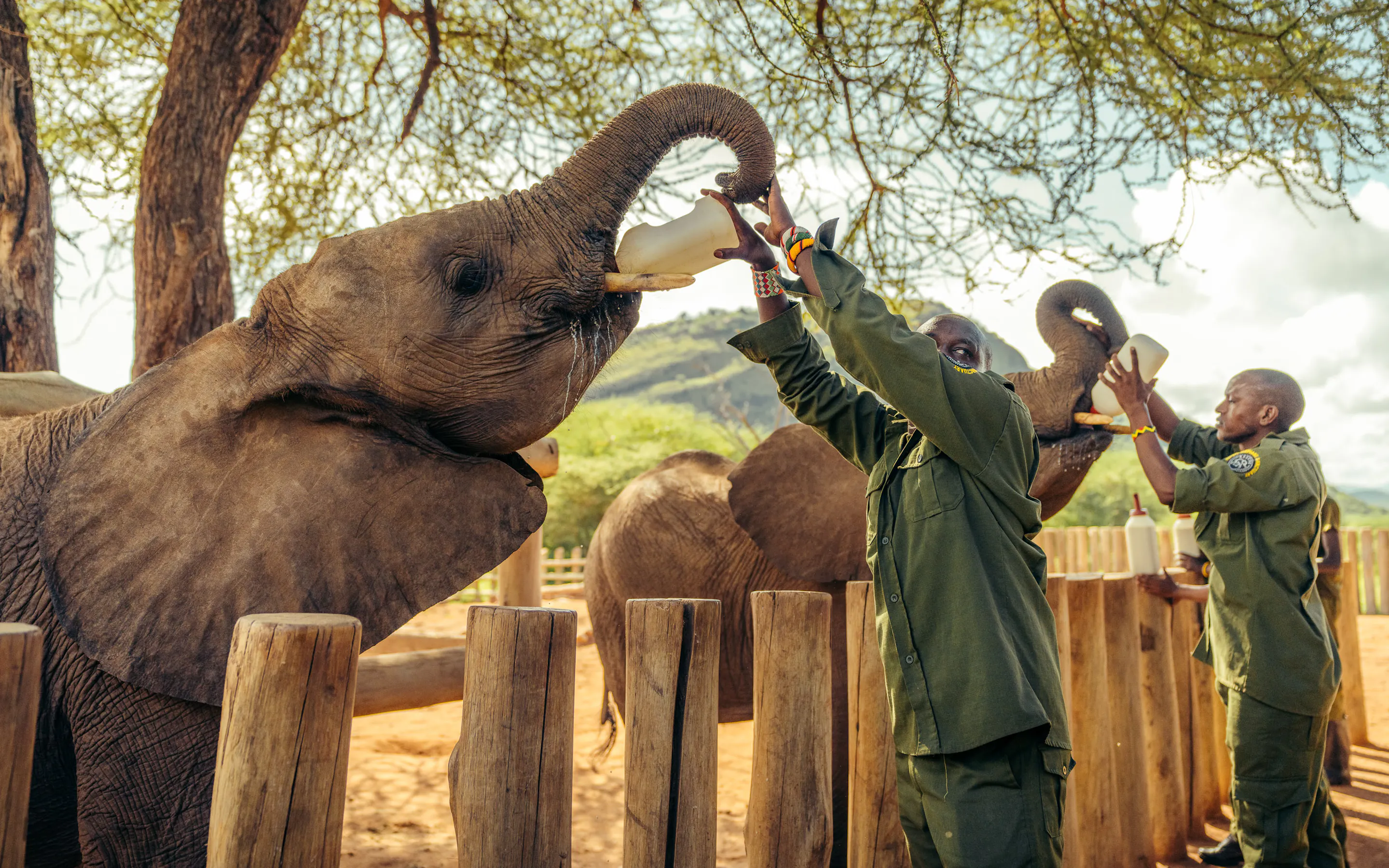 Keepers bottle-feed a young elephant at Reteti Elephant Sanctuary, with dry hills and trees rising behind them.