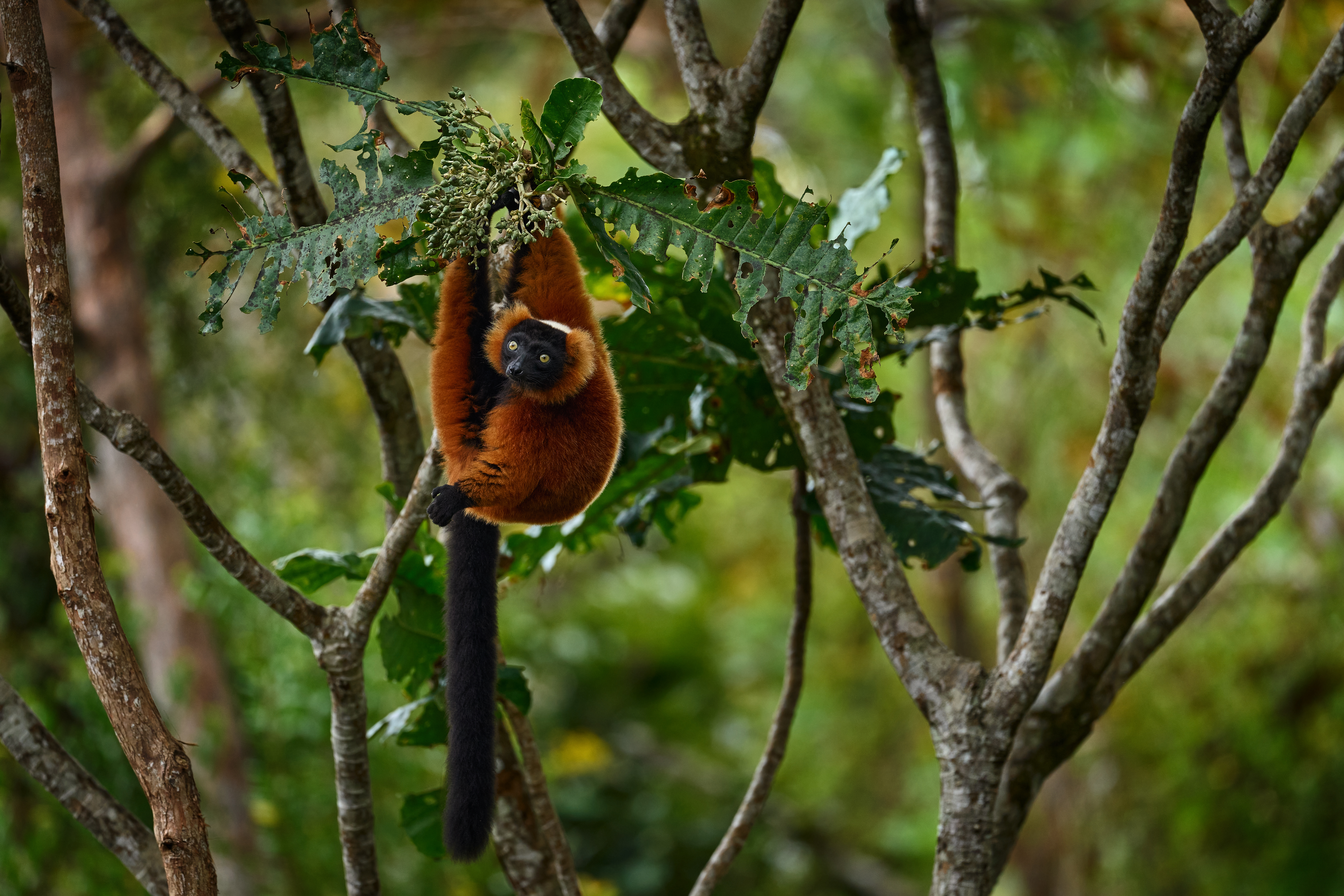 A red ruffed lemur hangs among leafy branches in Madagascar, its rust fur and long tail sharply visible there.