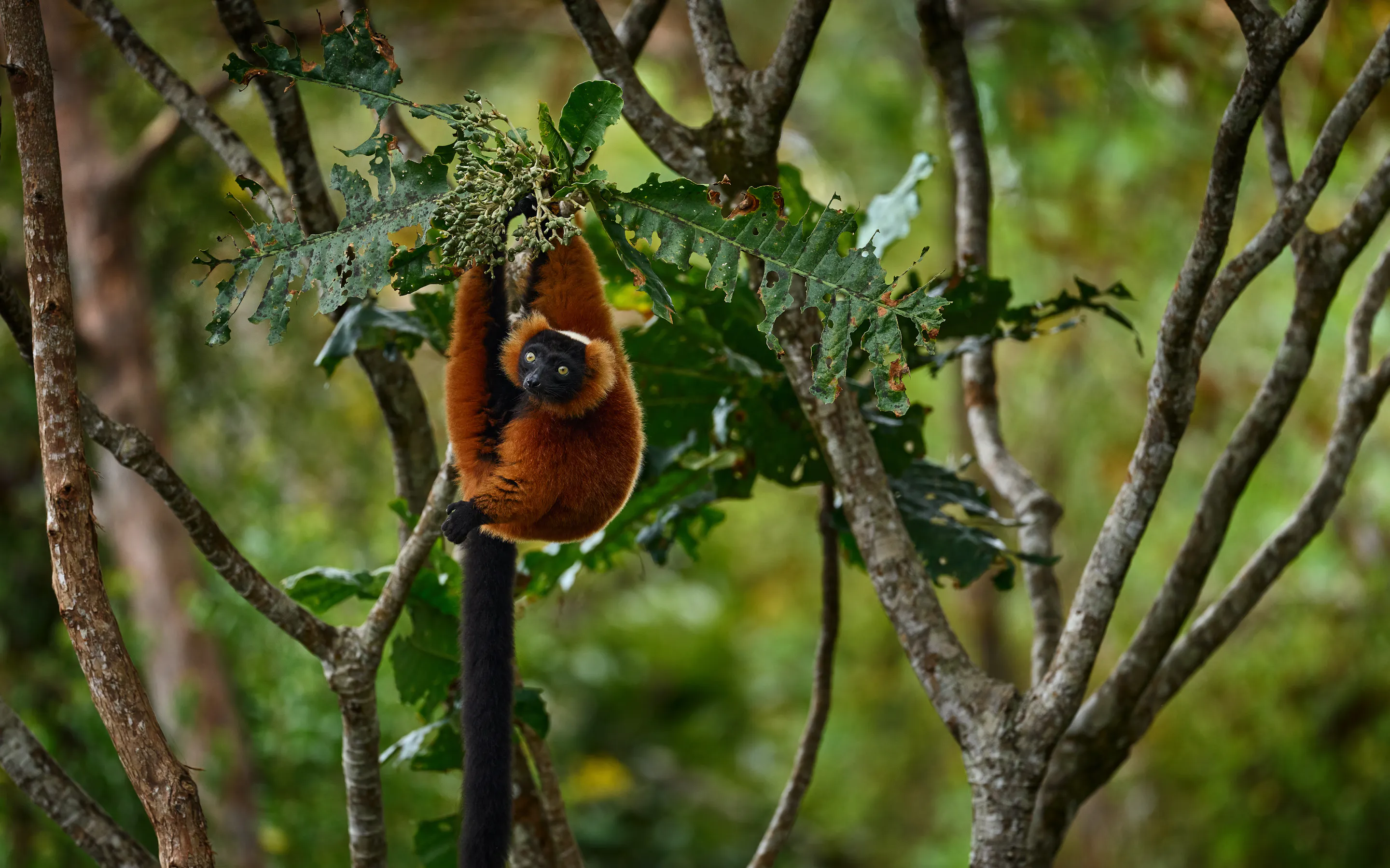 A red ruffed lemur hangs among leafy branches in Madagascar, its rust fur and long tail sharply visible there.