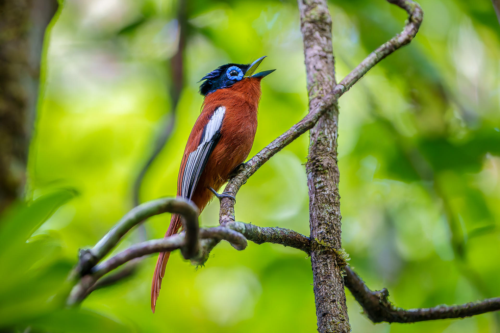 A brightly colored bird perches on a rainforest branch at Masoala, framed by vivid green forest light beyond.