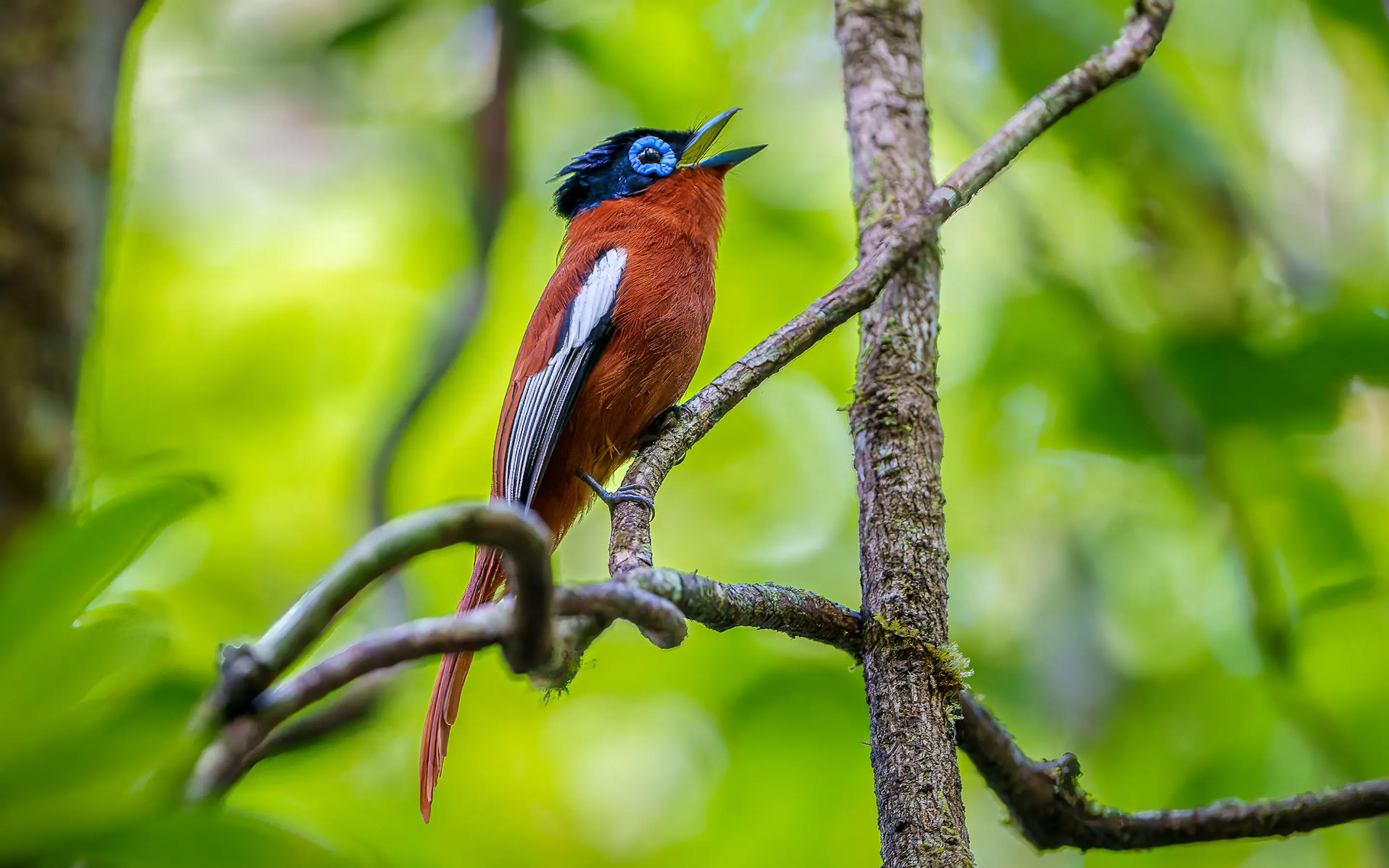 A brightly colored bird perches on a rainforest branch at Masoala, framed by vivid green forest light beyond.