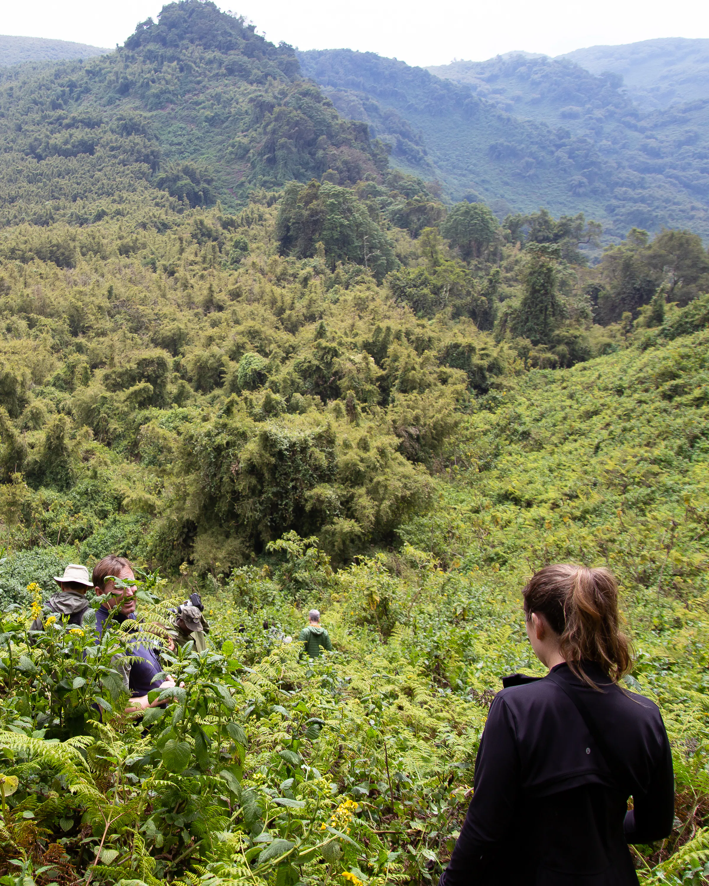 Guests hike through lush green hills in Bwindi, with dense forest, steep slopes, and layered mountains beyond.