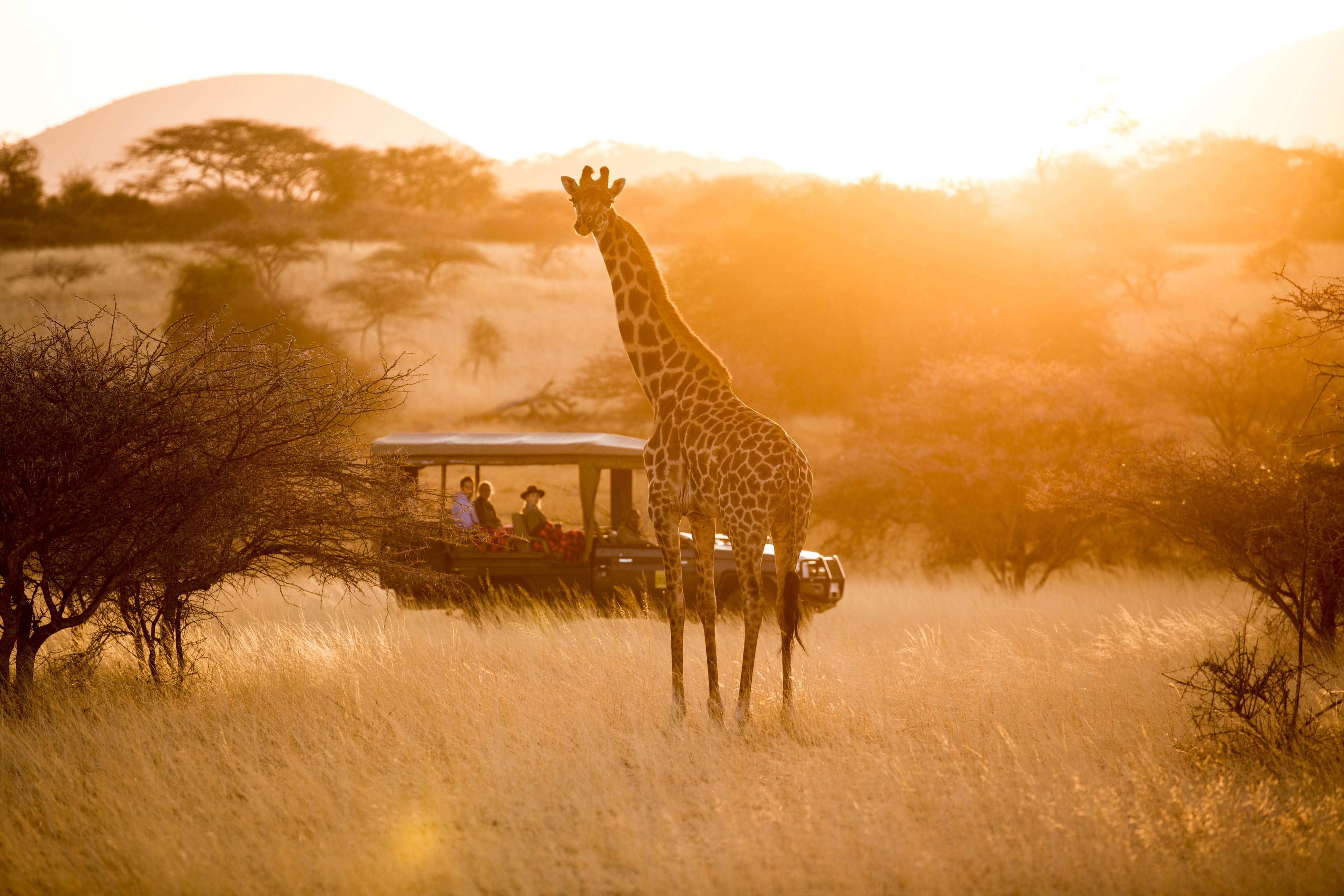 A giraffe stands in golden light at Ol Donyo while safari guests watch from a vehicle behind the acacia trees.