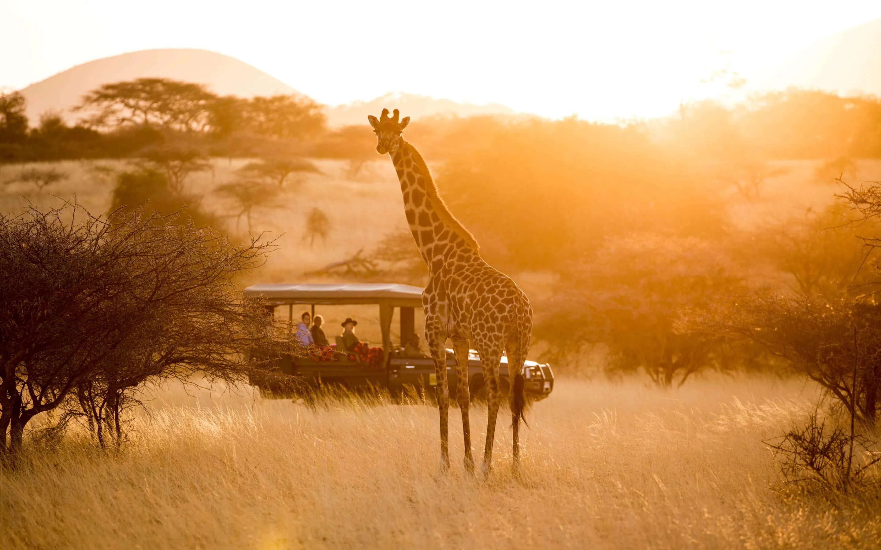 A giraffe stands in golden light at Ol Donyo while safari guests watch from a vehicle behind the acacia trees.