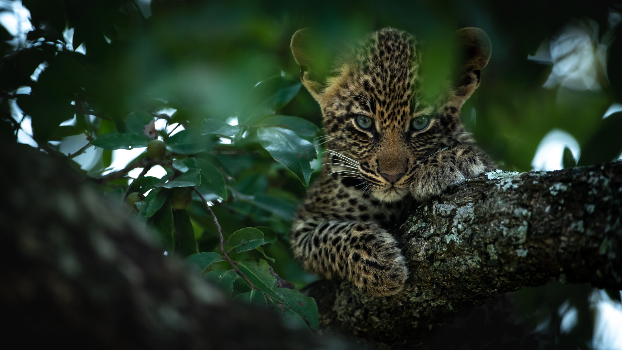 A leopard cub peers from a tree branch in Sabi Sand, its spotted face framed by dark green leaves nearby.