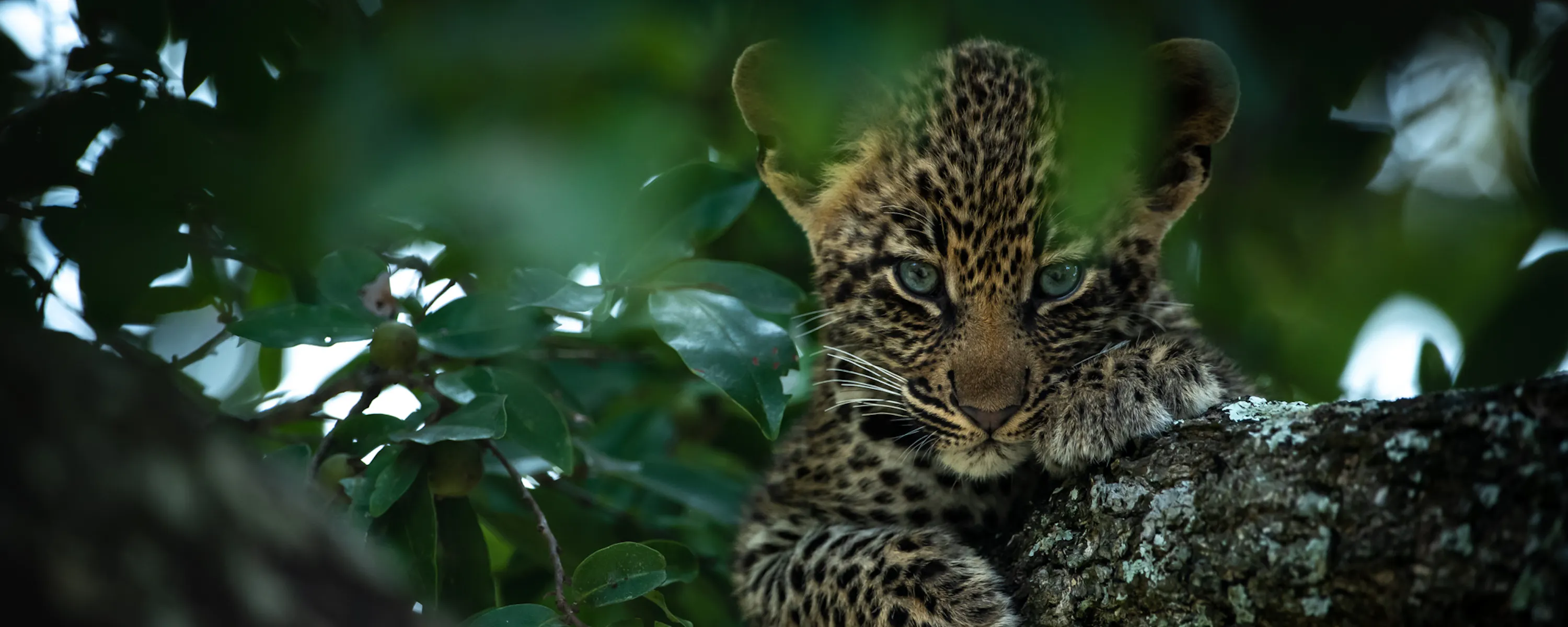 A leopard cub peers from a tree branch in Sabi Sand, its spotted face framed by dark green leaves nearby.