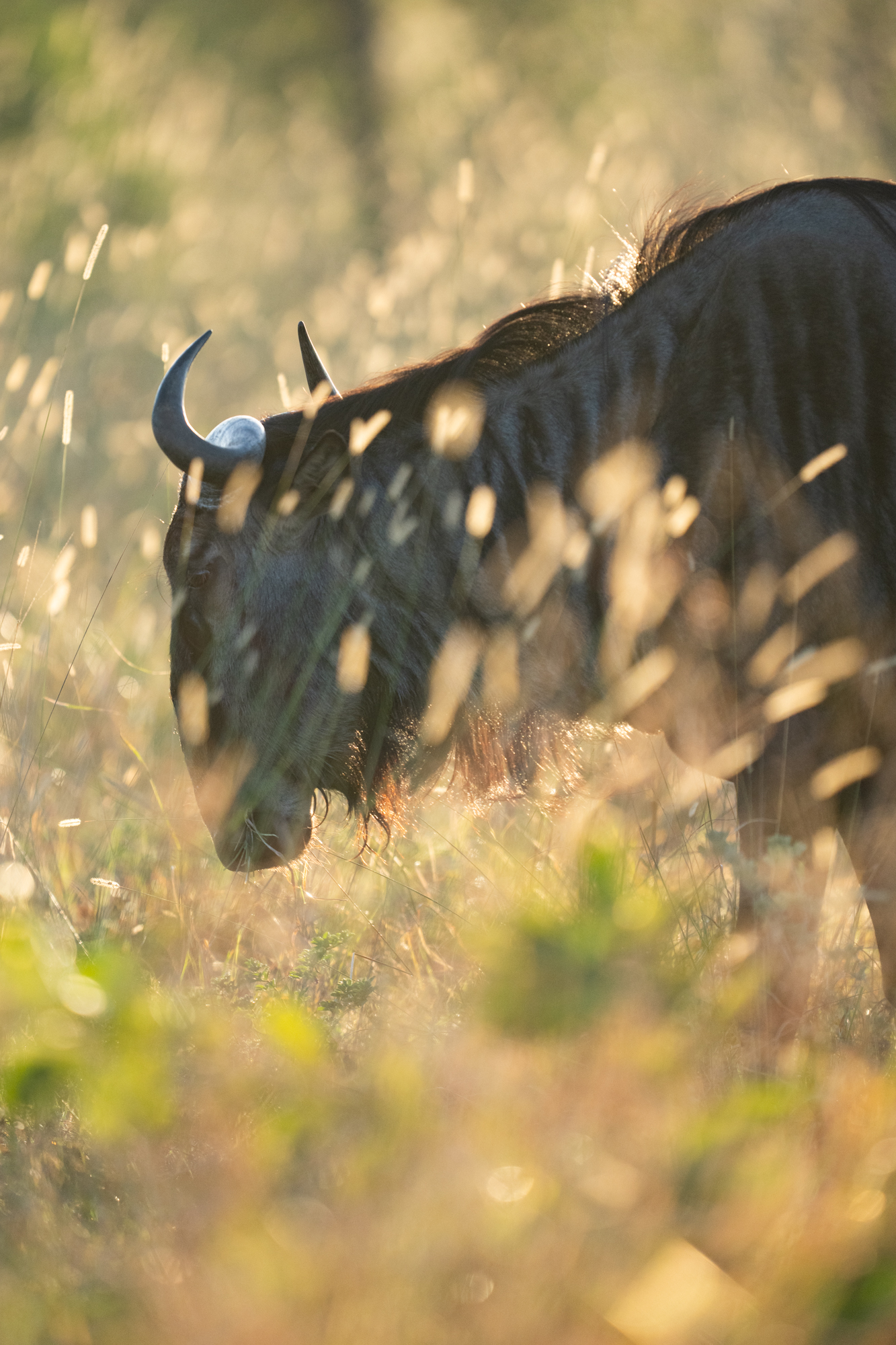 A wildebeest walks through bright grass in Sabi Sand, its dark shape outlined by soft golden backlight nearby.