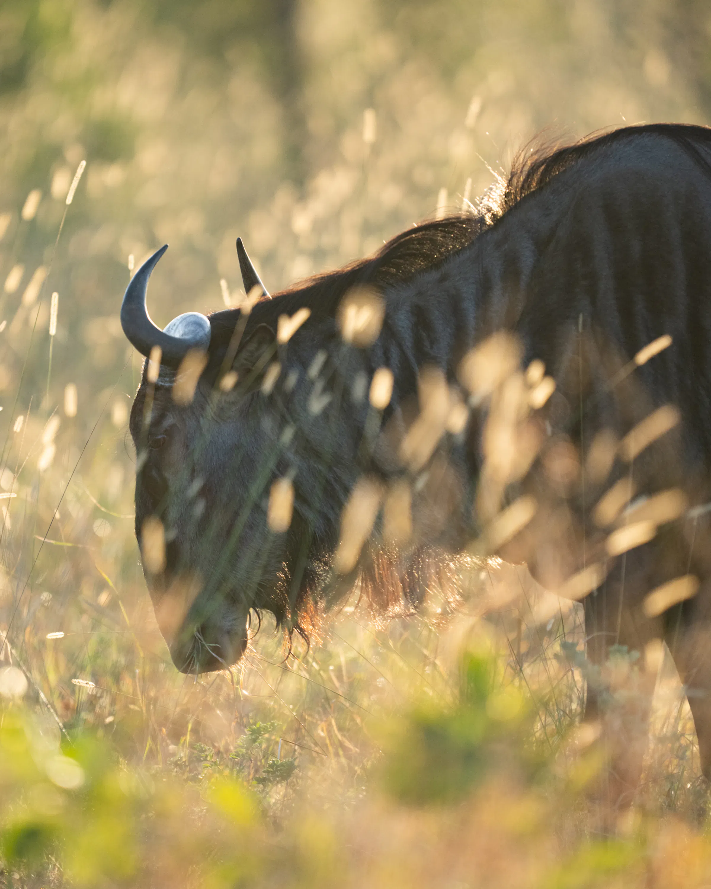 A wildebeest walks through bright grass in Sabi Sand, its dark shape outlined by soft golden backlight nearby.