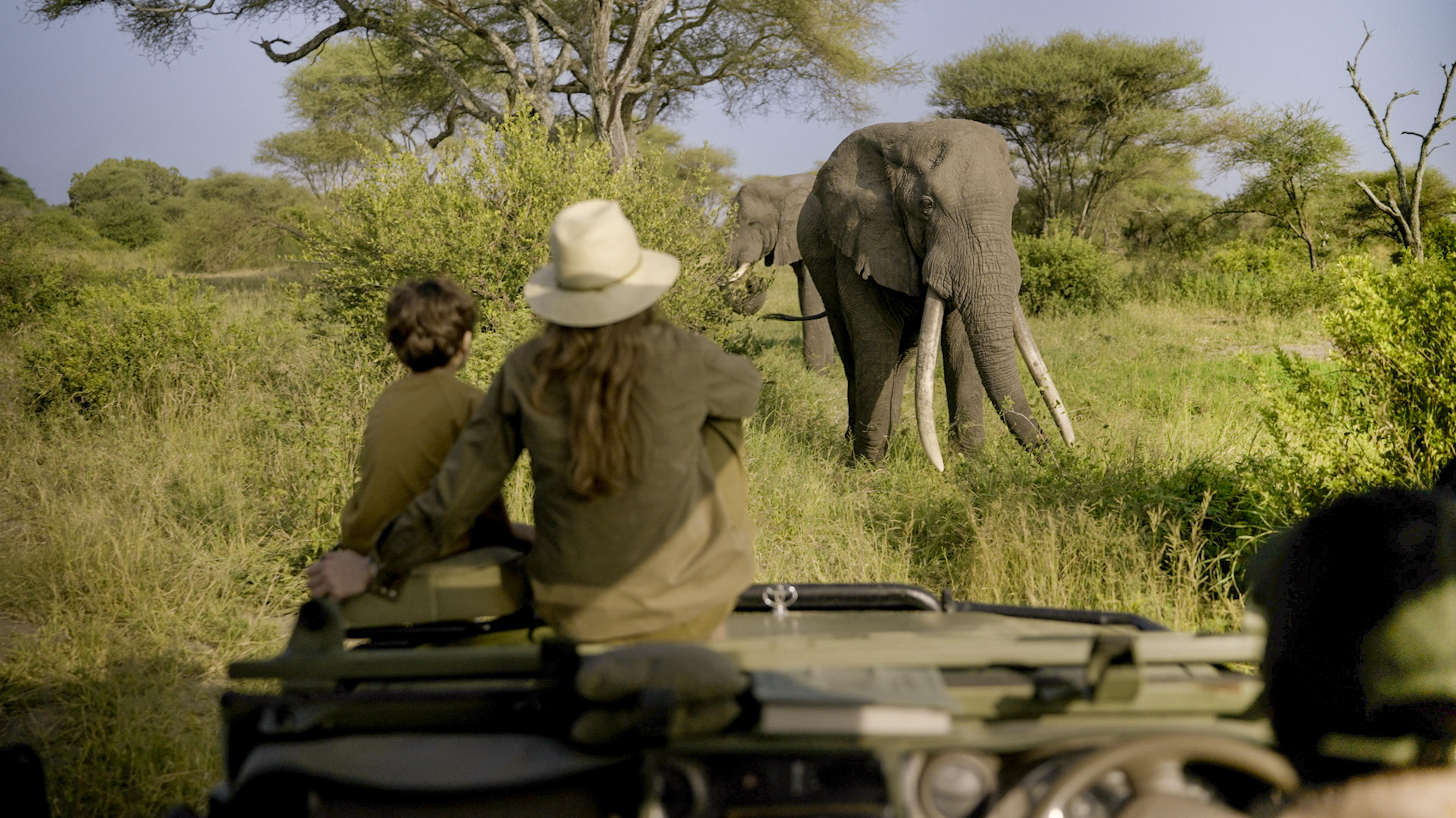 Guests watch a lone elephant from their vehicle at Little Chem Chem, surrounded by green bush and evening light.