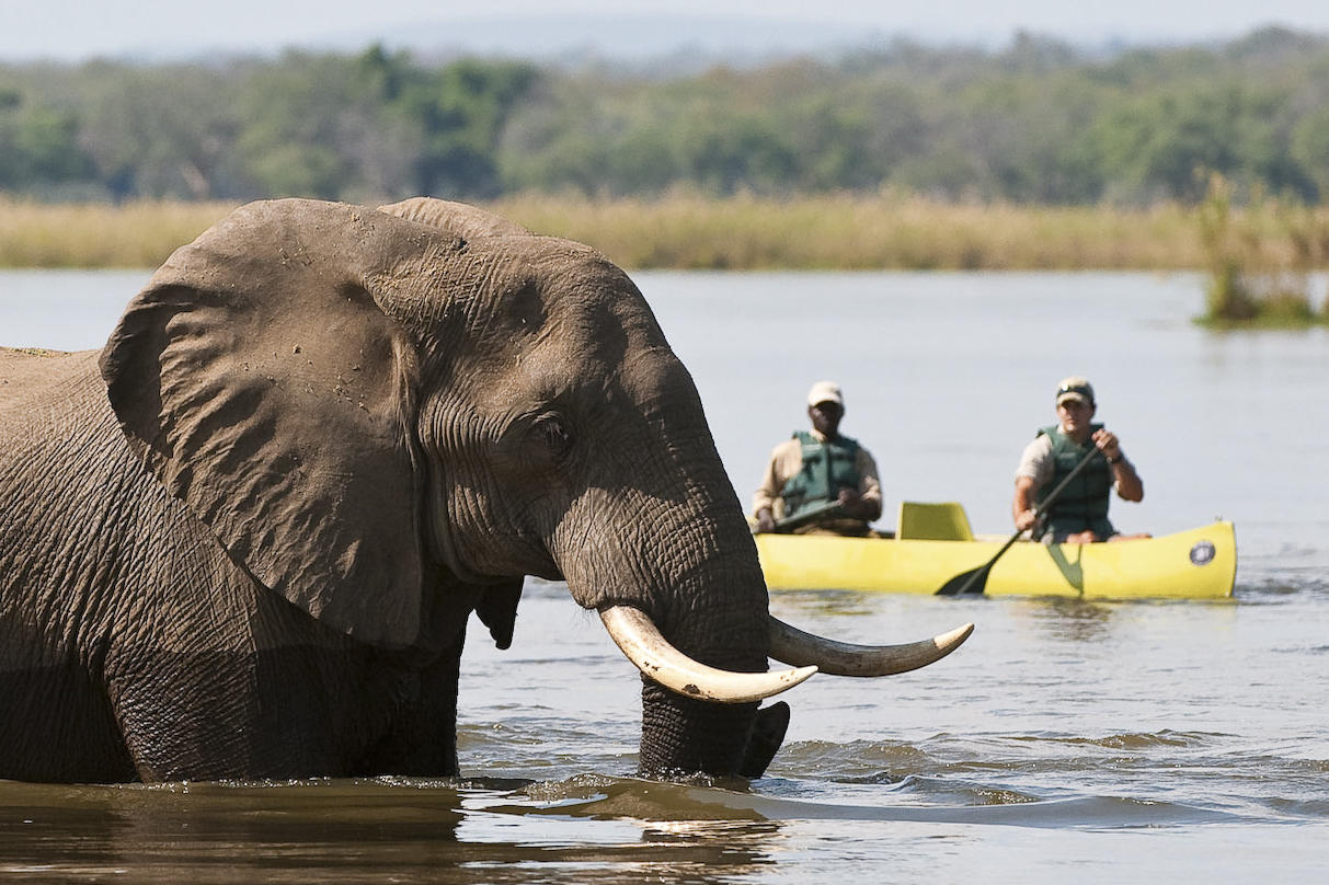An elephant wades through the river near a canoe at Old Mondoro, with two guides paddling in the background.
