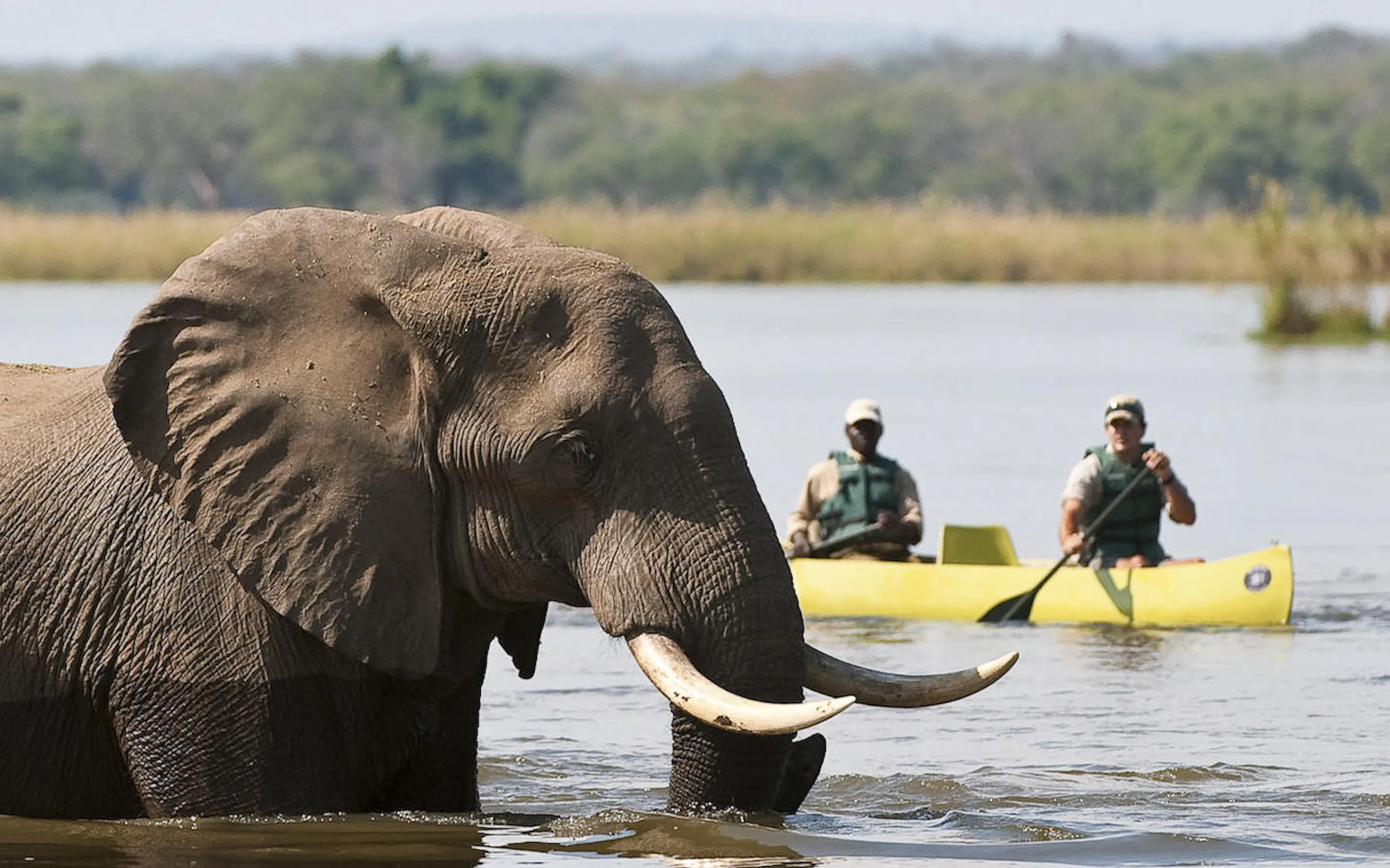 An elephant wades through the river near a canoe at Old Mondoro, with two guides paddling in the background.