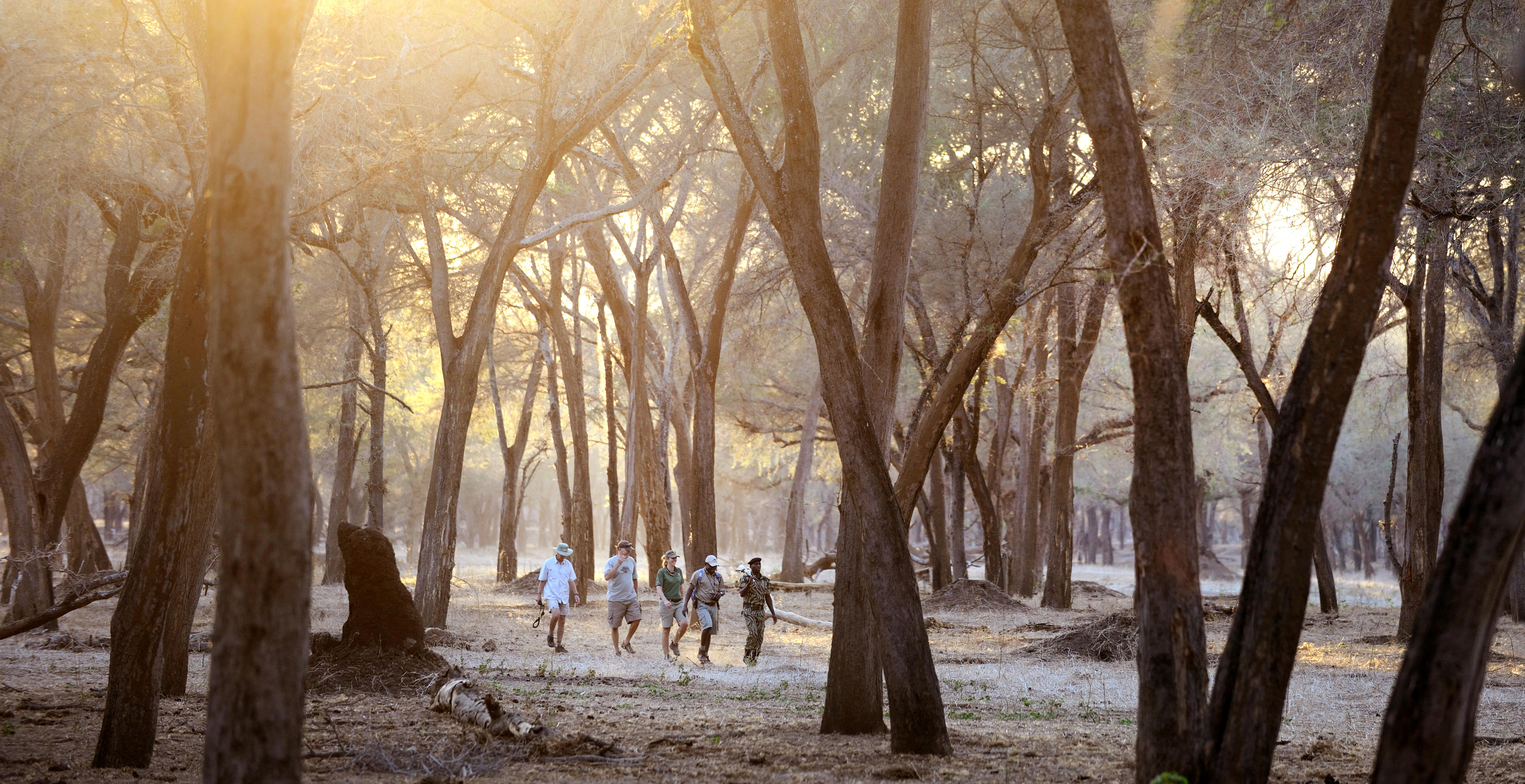 Guests walk through tall woodland at sunrise near Old Mondoro, with pale light filtering between the trunks.