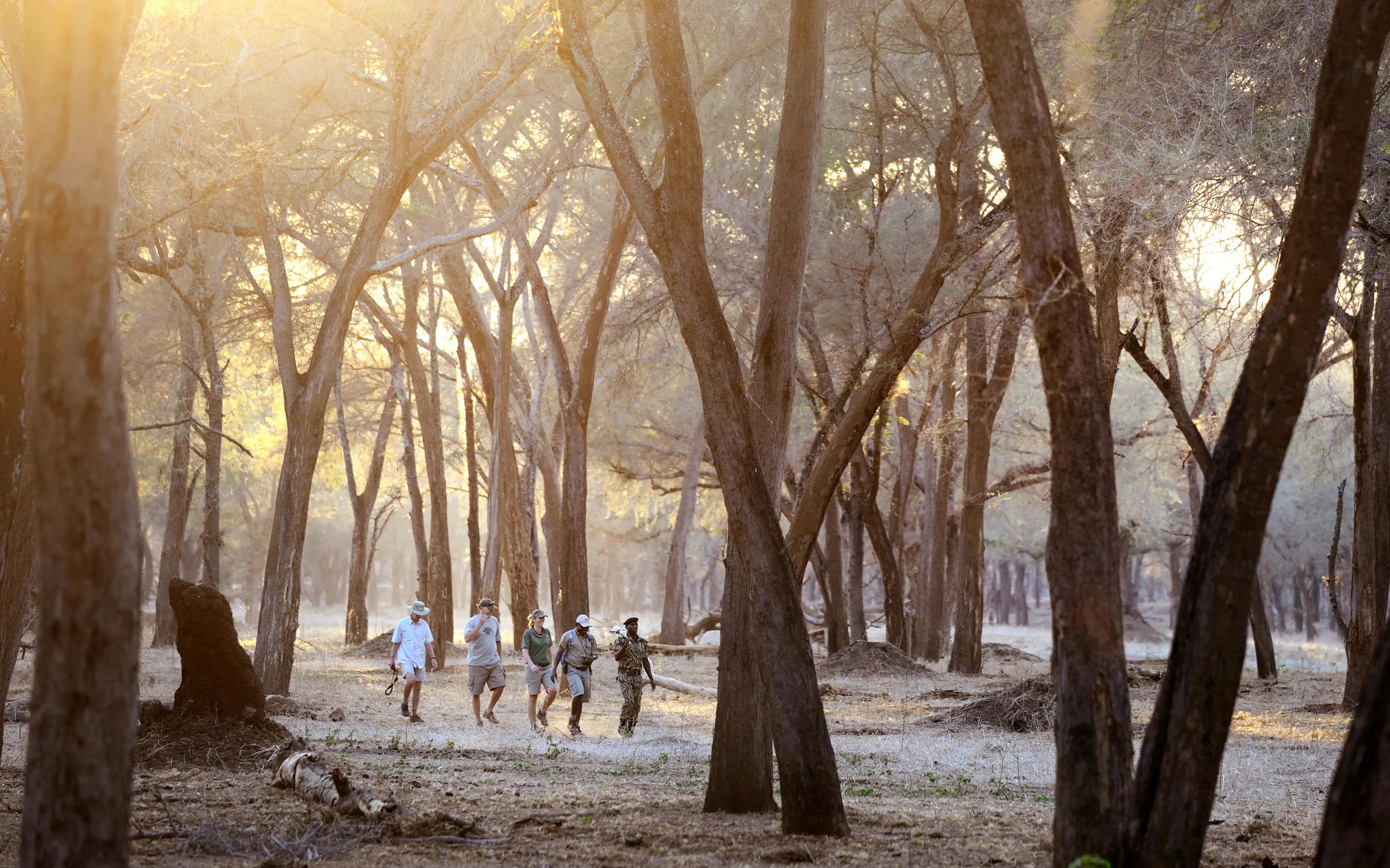Guests walk through tall woodland at sunrise near Old Mondoro, with pale light filtering between the trunks.