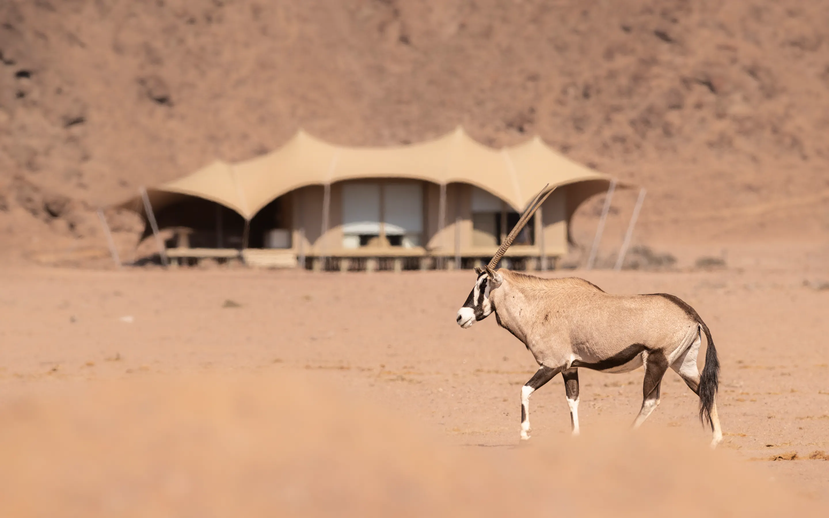An oryx stands before a remote tented camp in Namibia, with sandy plains and rocky hills behind it nearby.