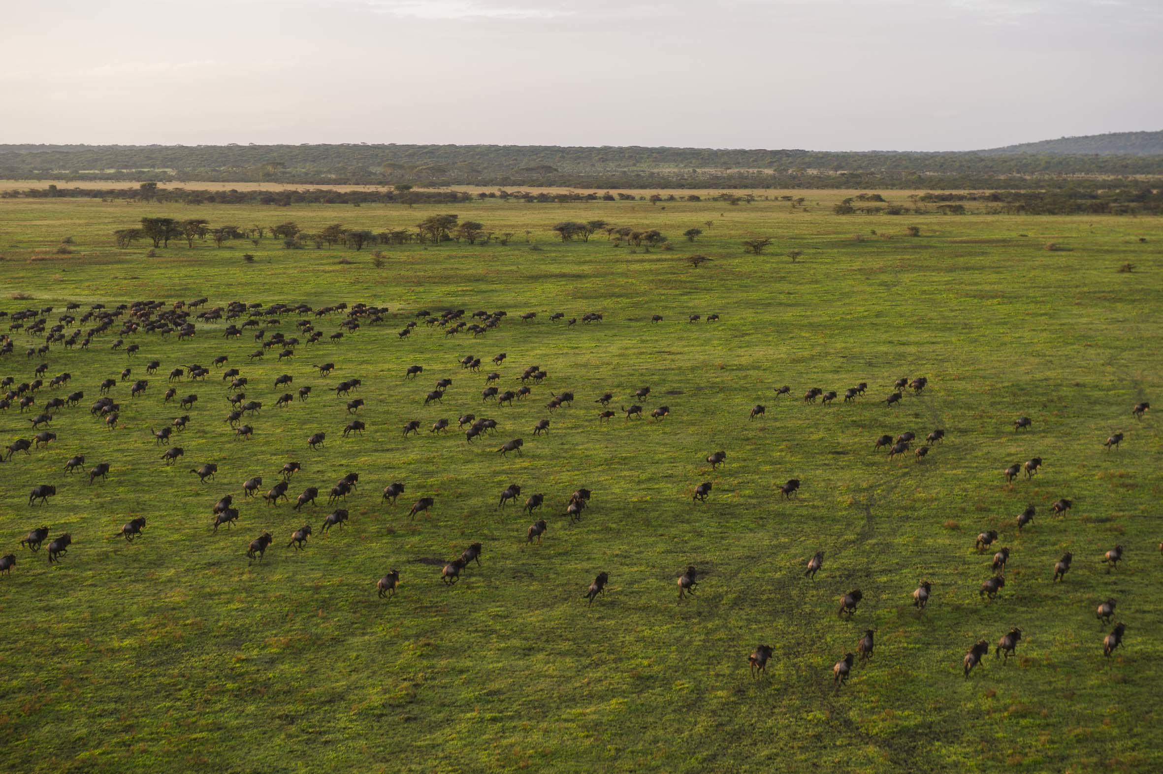 An aerial view reveals wildlife scattered across green plains near Mwiba, stretching toward low distant hills.
