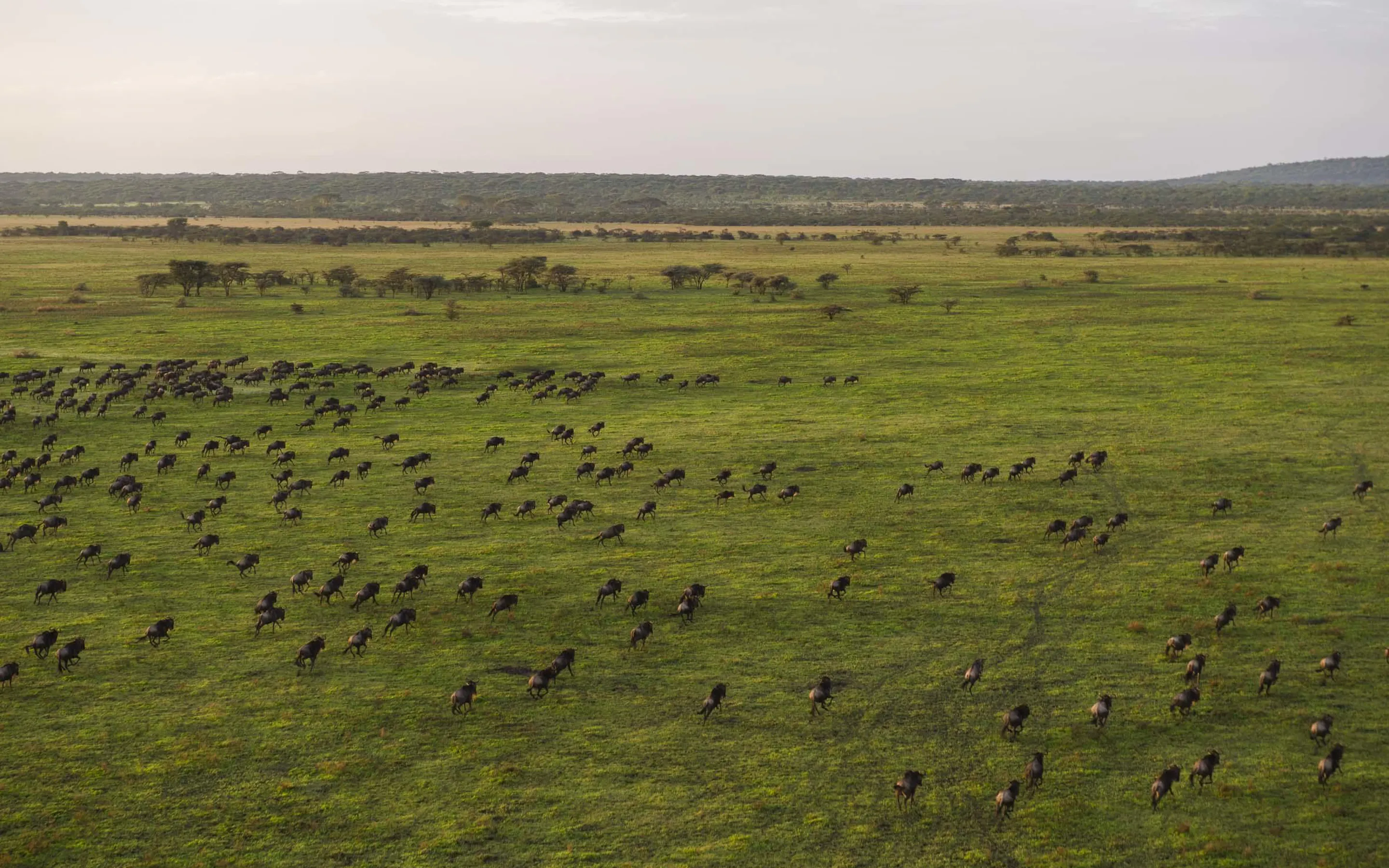 An aerial view reveals wildlife scattered across green plains near Mwiba, stretching toward low distant hills.