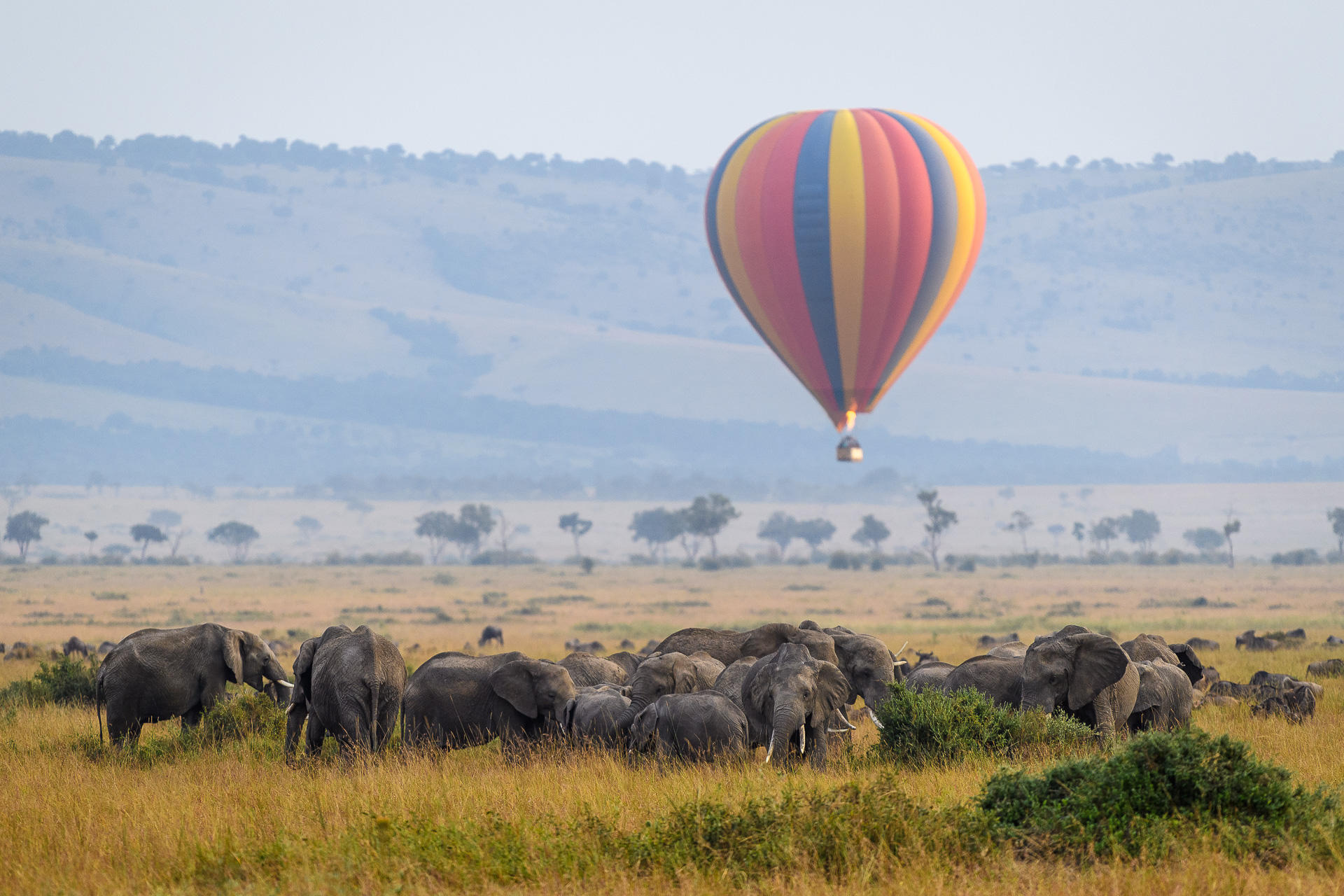 A hot-air balloon floats above elephants on the Maasai Mara plains, with soft dawn light over the grassland.