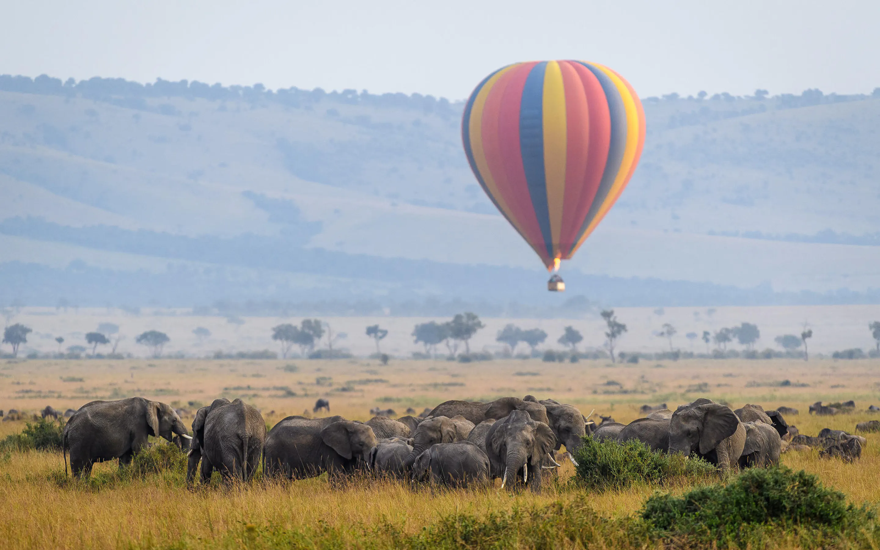 A hot-air balloon floats above elephants on the Maasai Mara plains, with soft dawn light over the grassland.