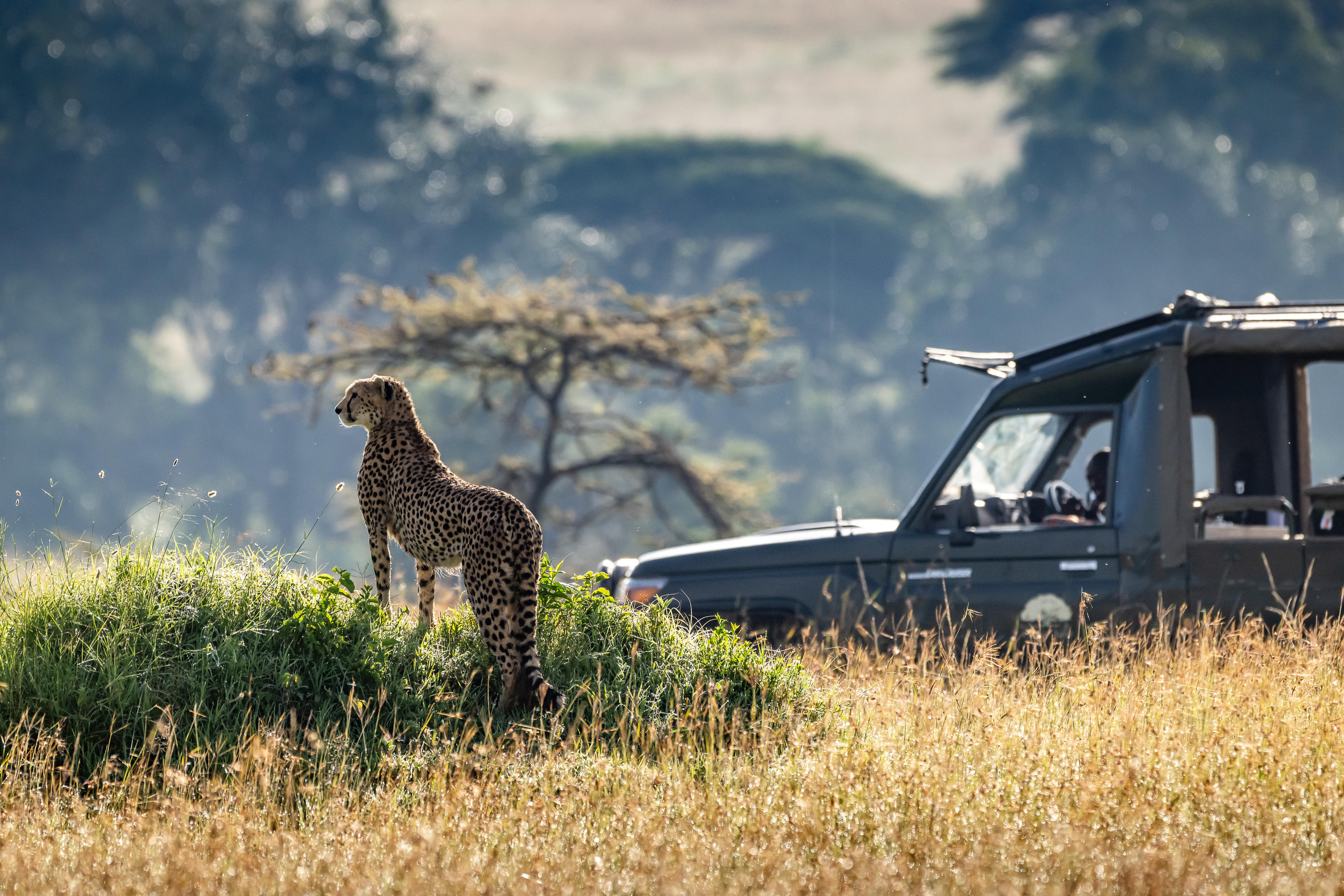 A cheetah stands in tall grass near a safari vehicle in the Maasai Mara, lit by soft morning sun nearby there.