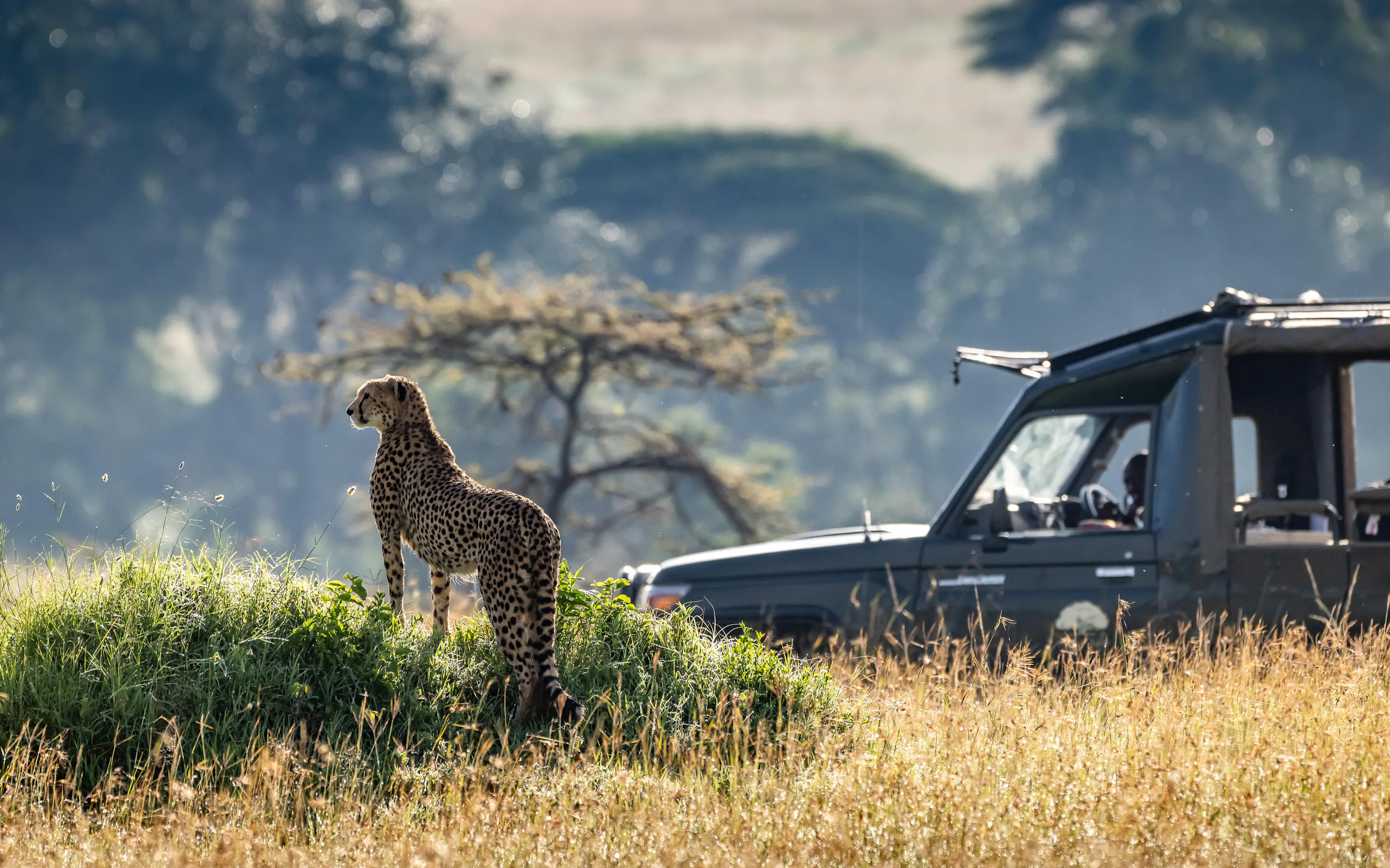A cheetah stands in tall grass near a safari vehicle in the Maasai Mara, lit by soft morning sun nearby there.