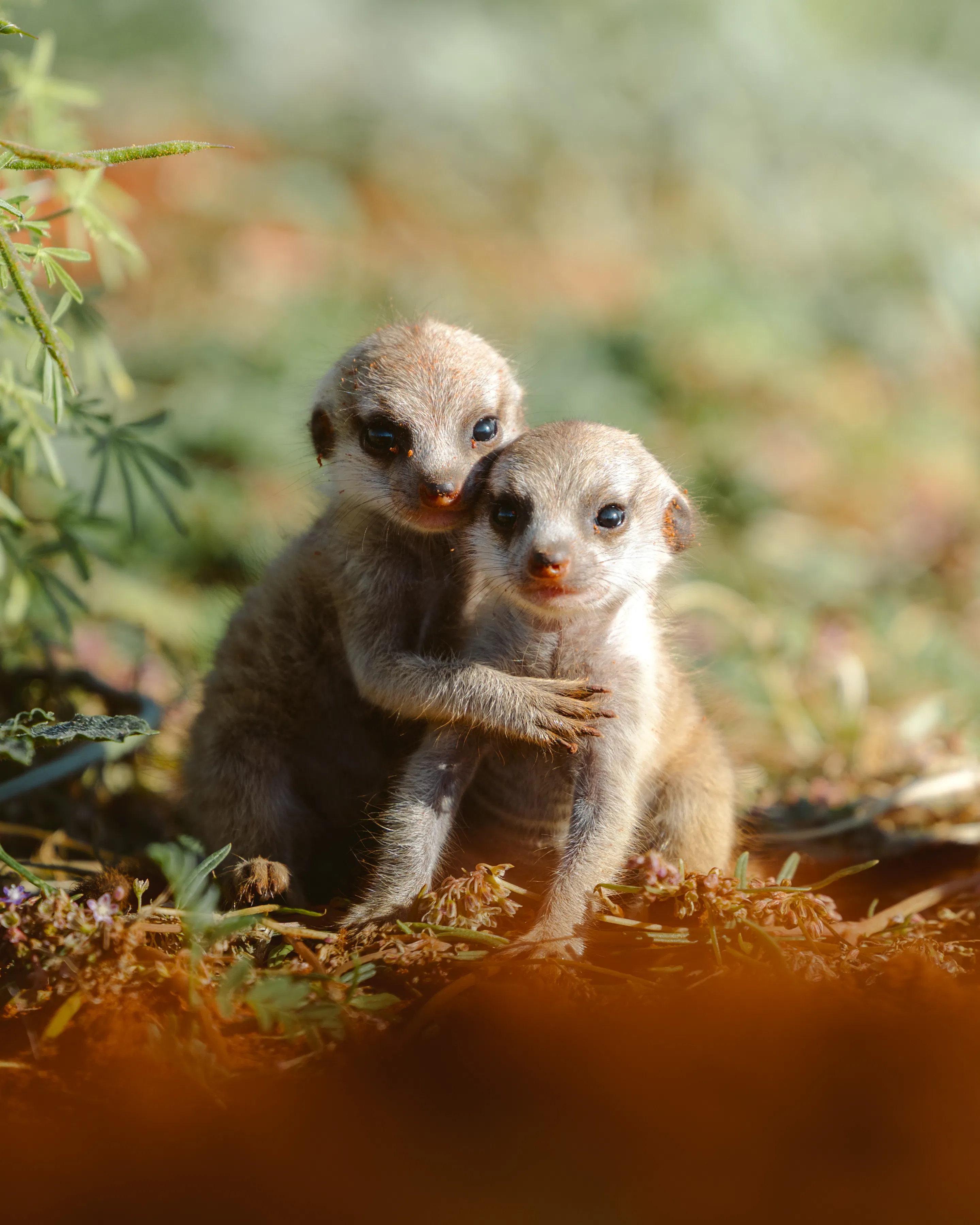 Two meerkat pups huddle together in warm light, their small paws wrapped around each other in the sandy brush.