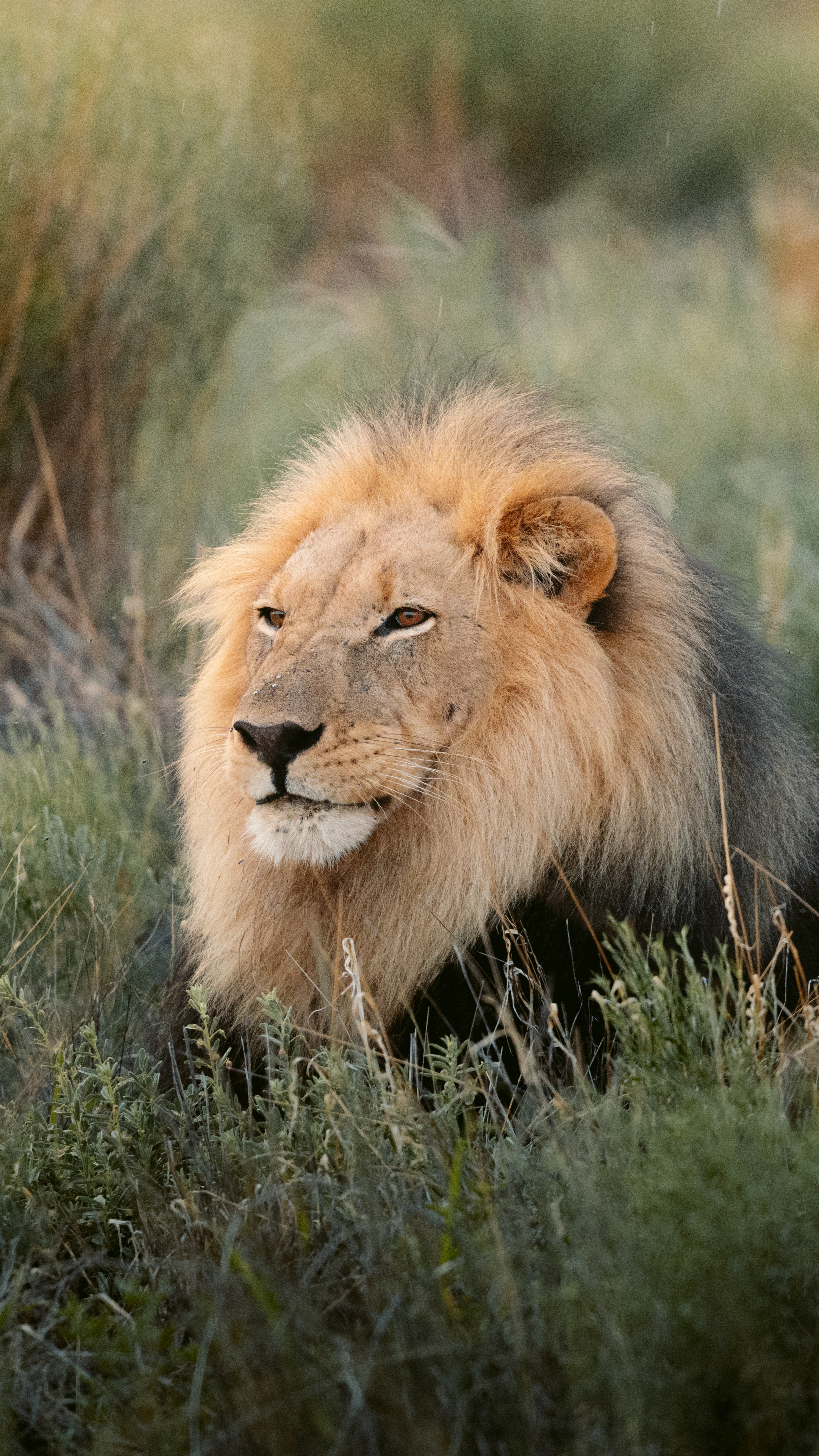 A male lion rests in the grass at Tswalu, his mane lit softly as he looks out across the open savanna plain.