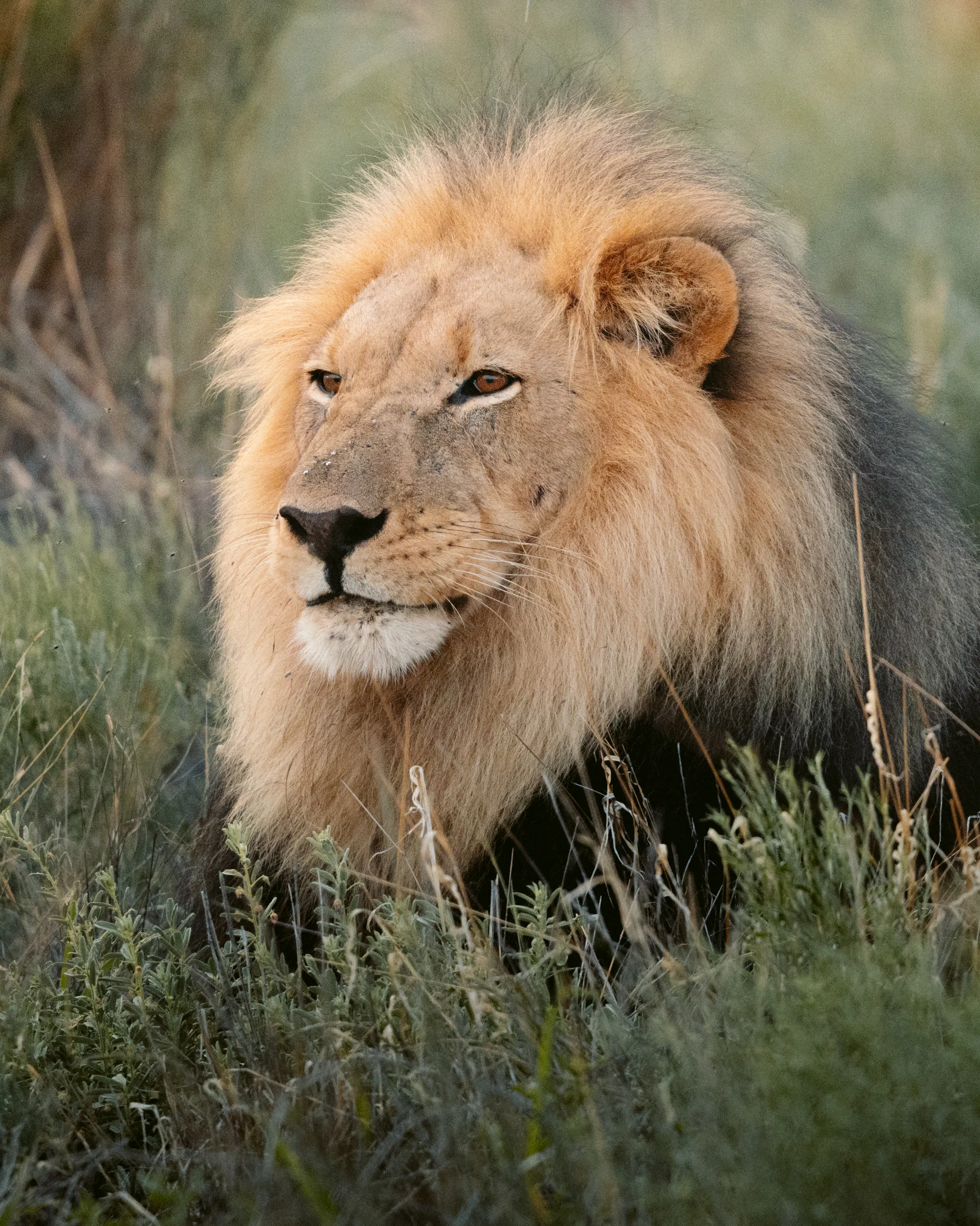 A male lion rests in the grass at Tswalu, his mane lit softly as he looks out across the open savanna plain.