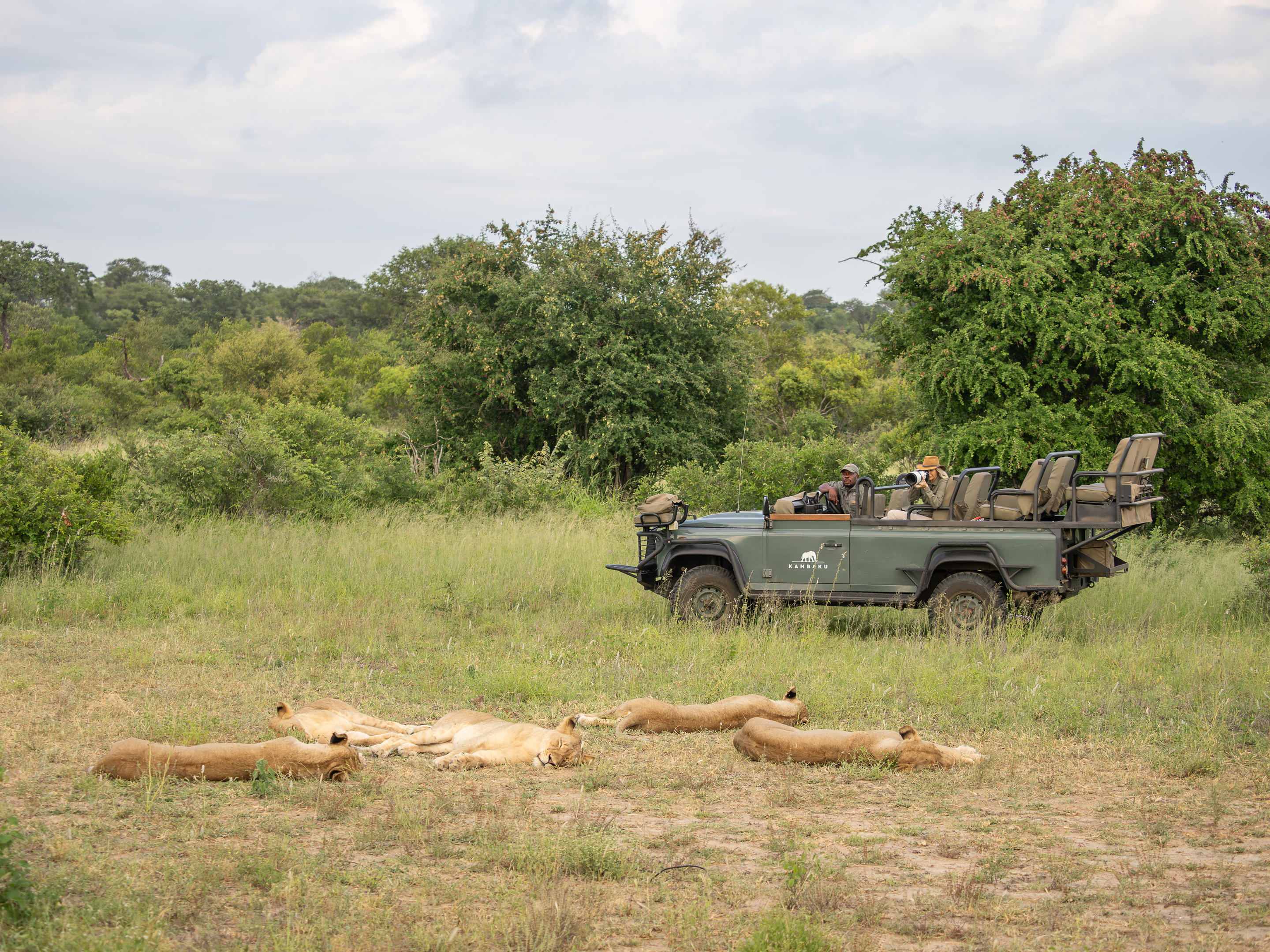 A safari vehicle pauses beside lions resting in the grass at Kambaku, with bushveld trees in the background.