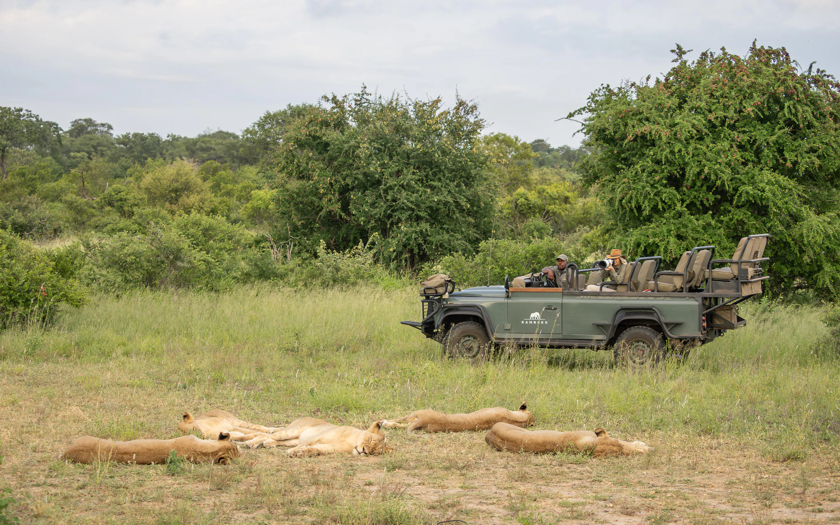 A safari vehicle pauses beside lions resting in the grass at Kambaku, with bushveld trees in the background.
