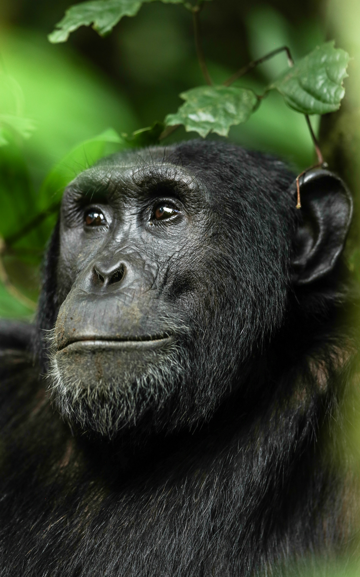 A chimpanzee gazes through bright green leaves in Rwanda, its face sharply lit against the shaded forest behind.