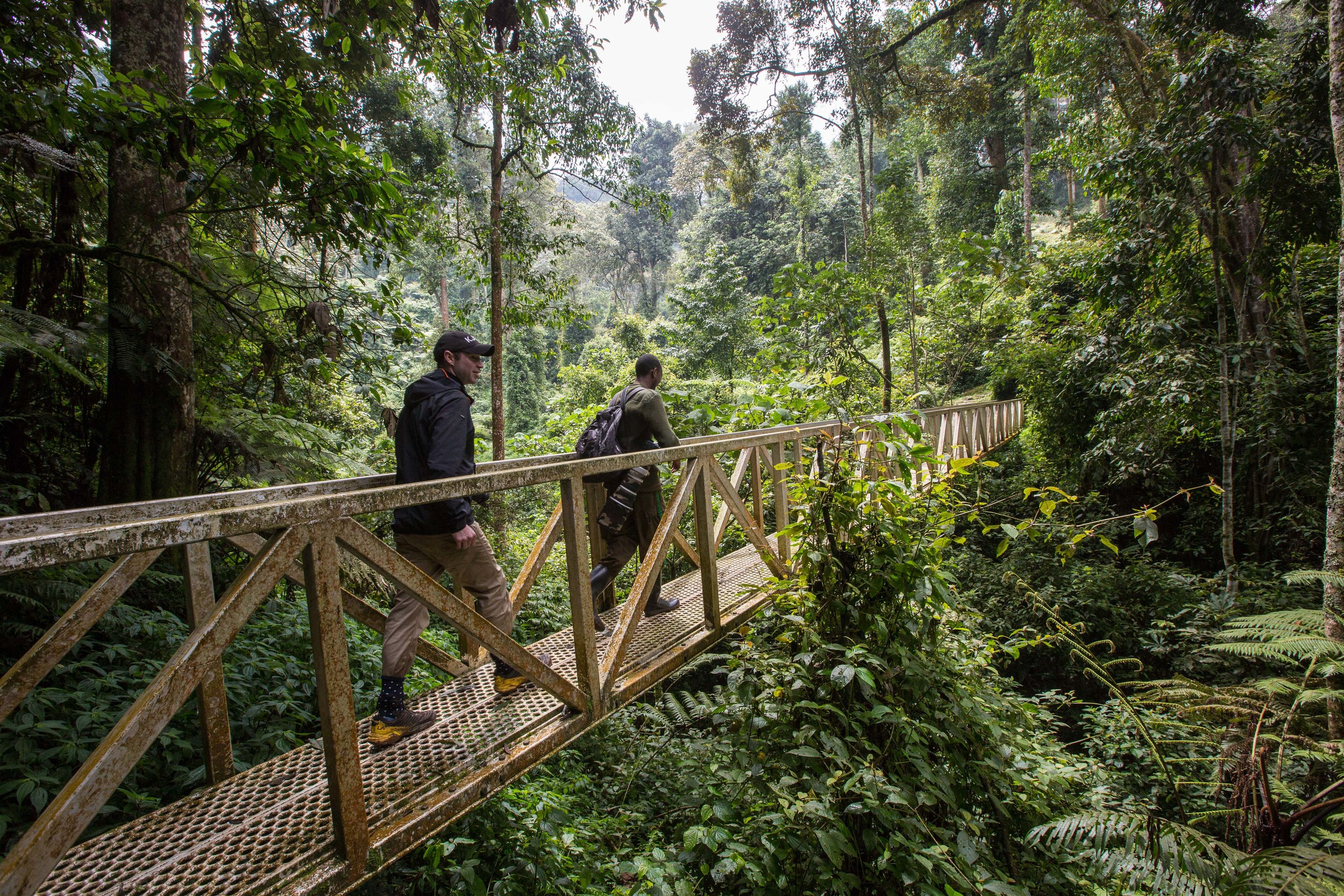 Guests pause on a forest bridge at Nyungwe, surrounded by towering trees and dense green vegetation below.