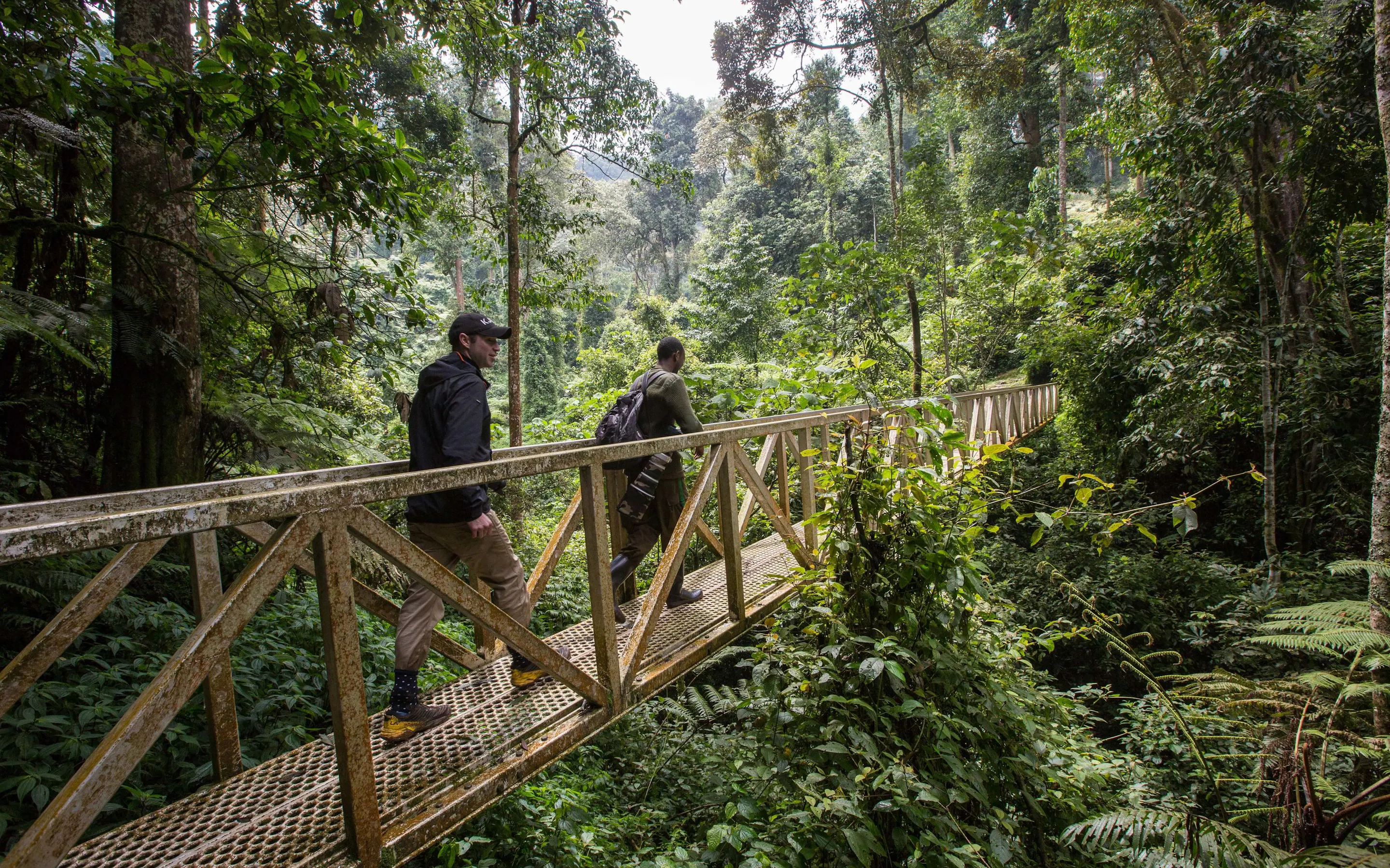 Guests pause on a forest bridge at Nyungwe, surrounded by towering trees and dense green vegetation below.