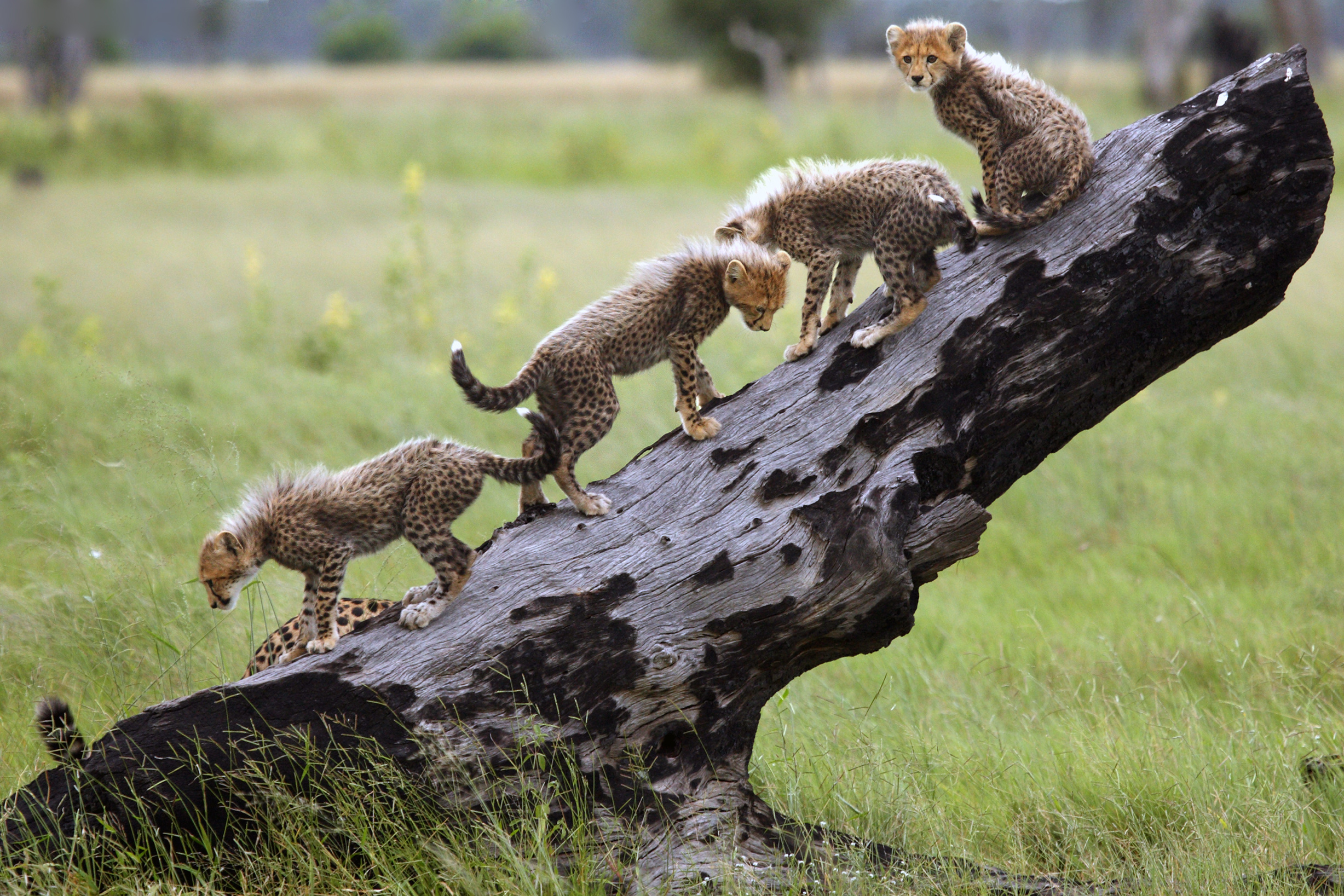 Three cheetah cubs climb a fallen tree in Botswana, balancing on the dark trunk above green grassland nearby.